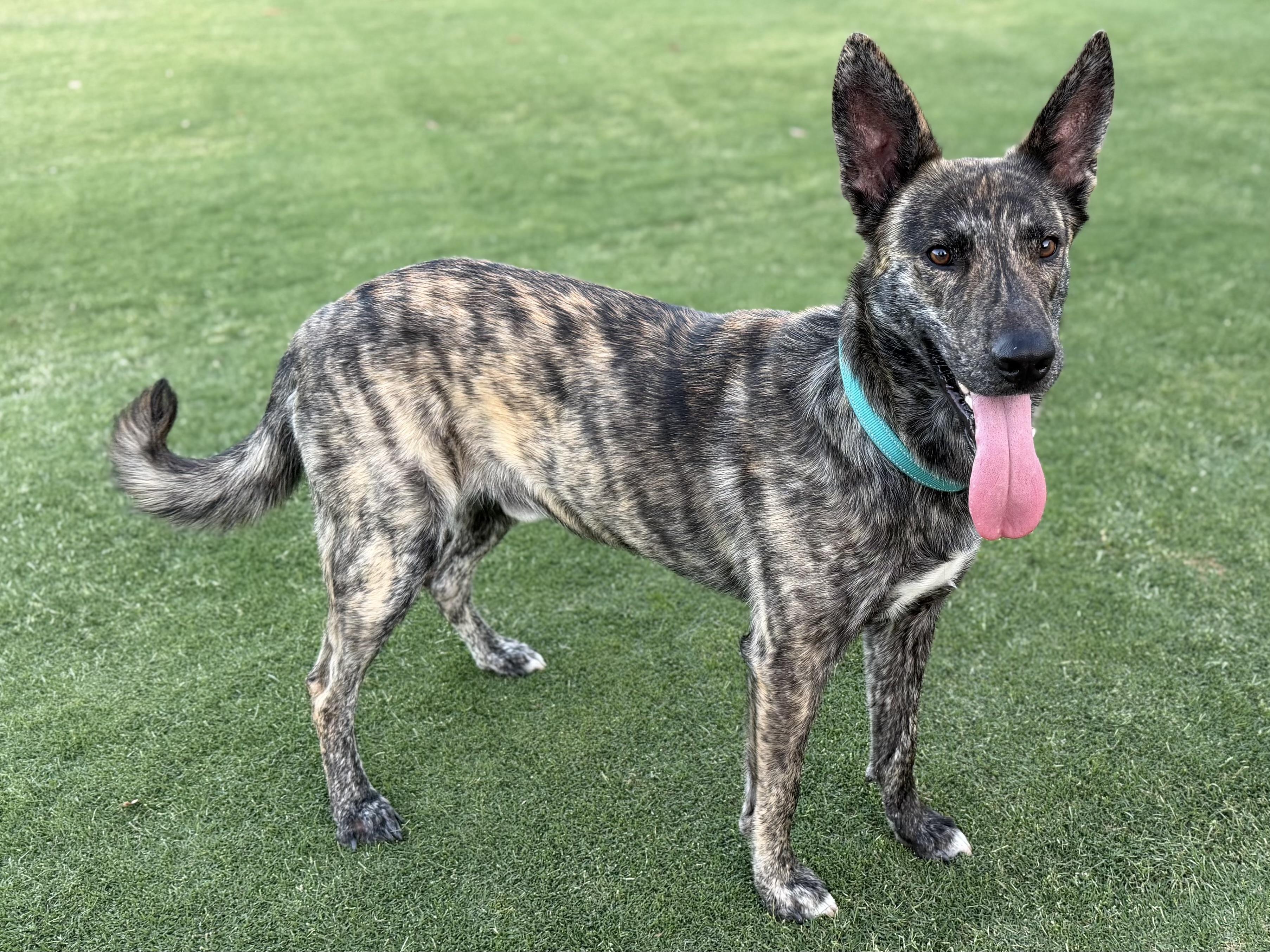 Bram - AKA Bouncer, a Adoptable Dutch Shepherd in MURRIETA, CA image 3/6