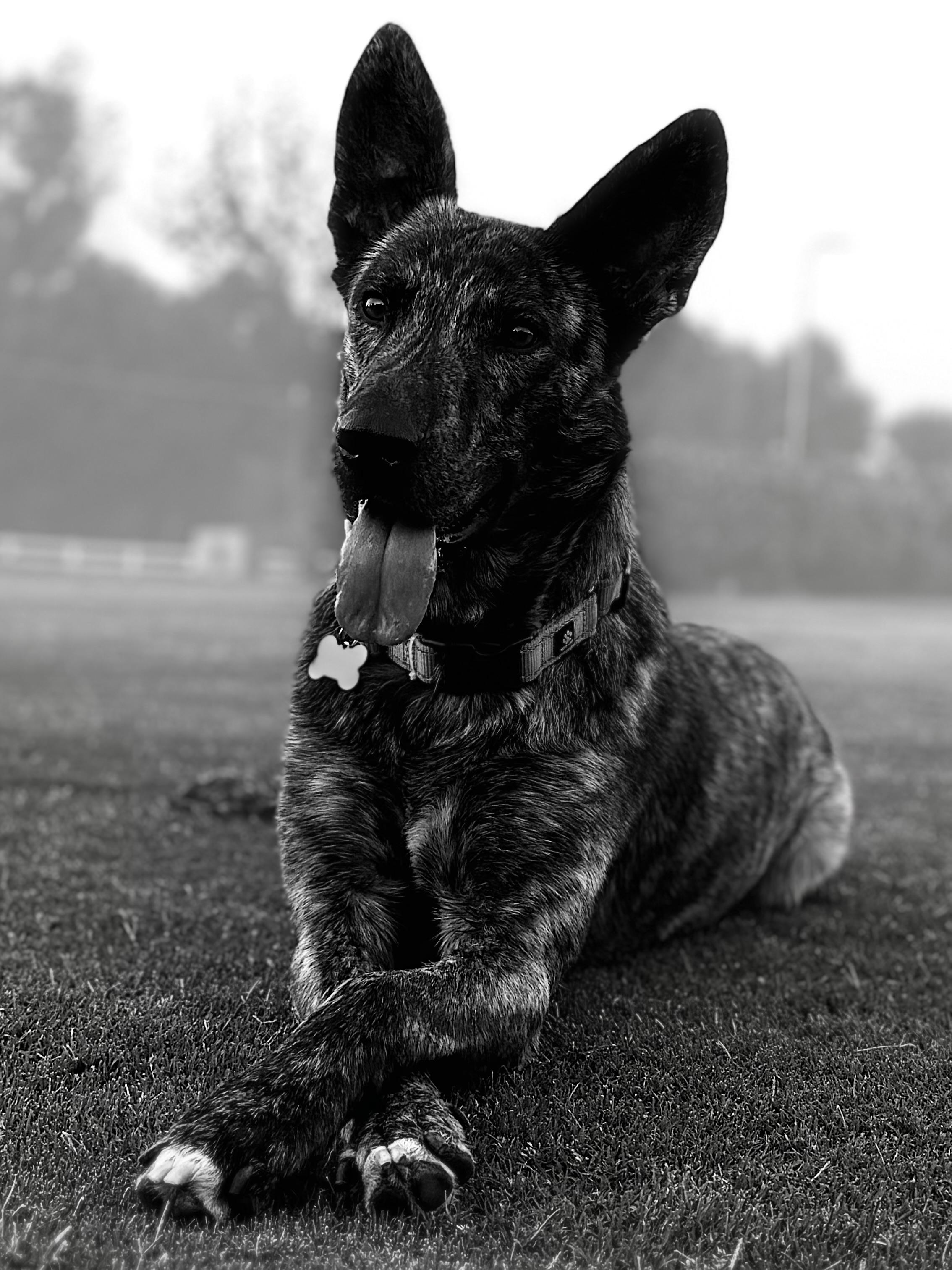 Bram - AKA Bouncer, a Adoptable Dutch Shepherd in MURRIETA, CA image 1/6