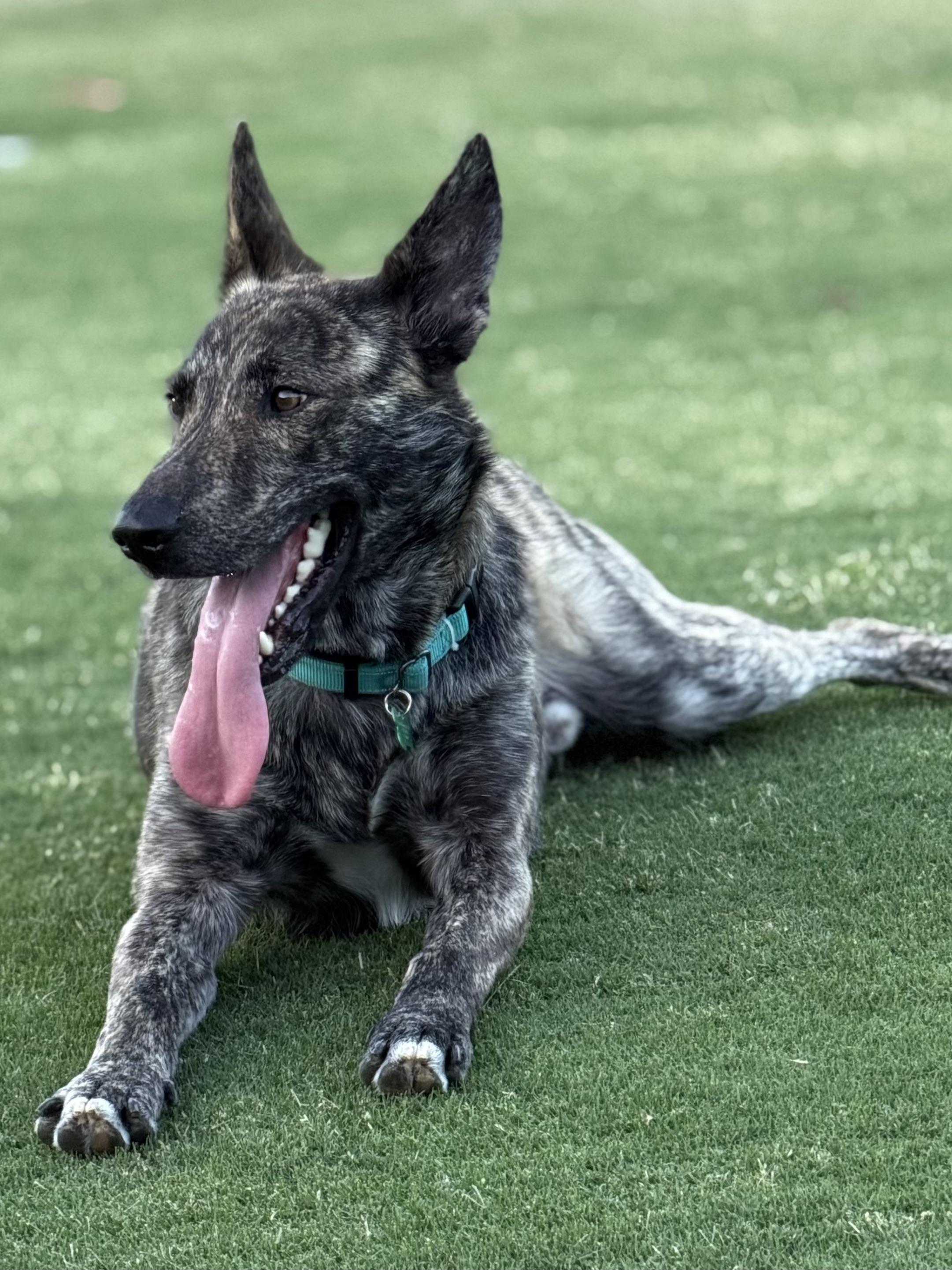 Bram - AKA Bouncer, a Adoptable Dutch Shepherd in MURRIETA, CA image 6/6