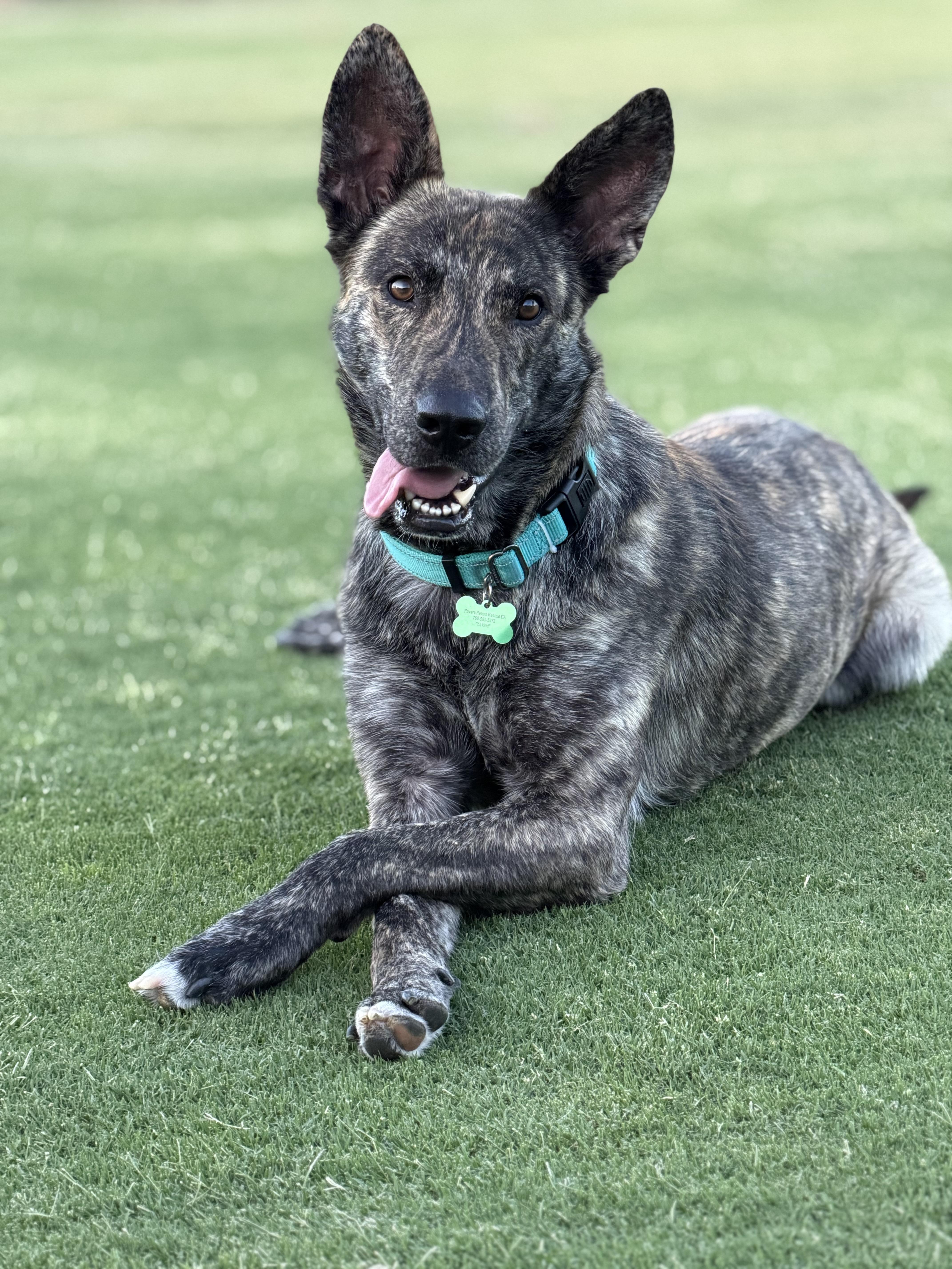 Bram - AKA Bouncer, a Adoptable Dutch Shepherd in MURRIETA, CA image 4/6