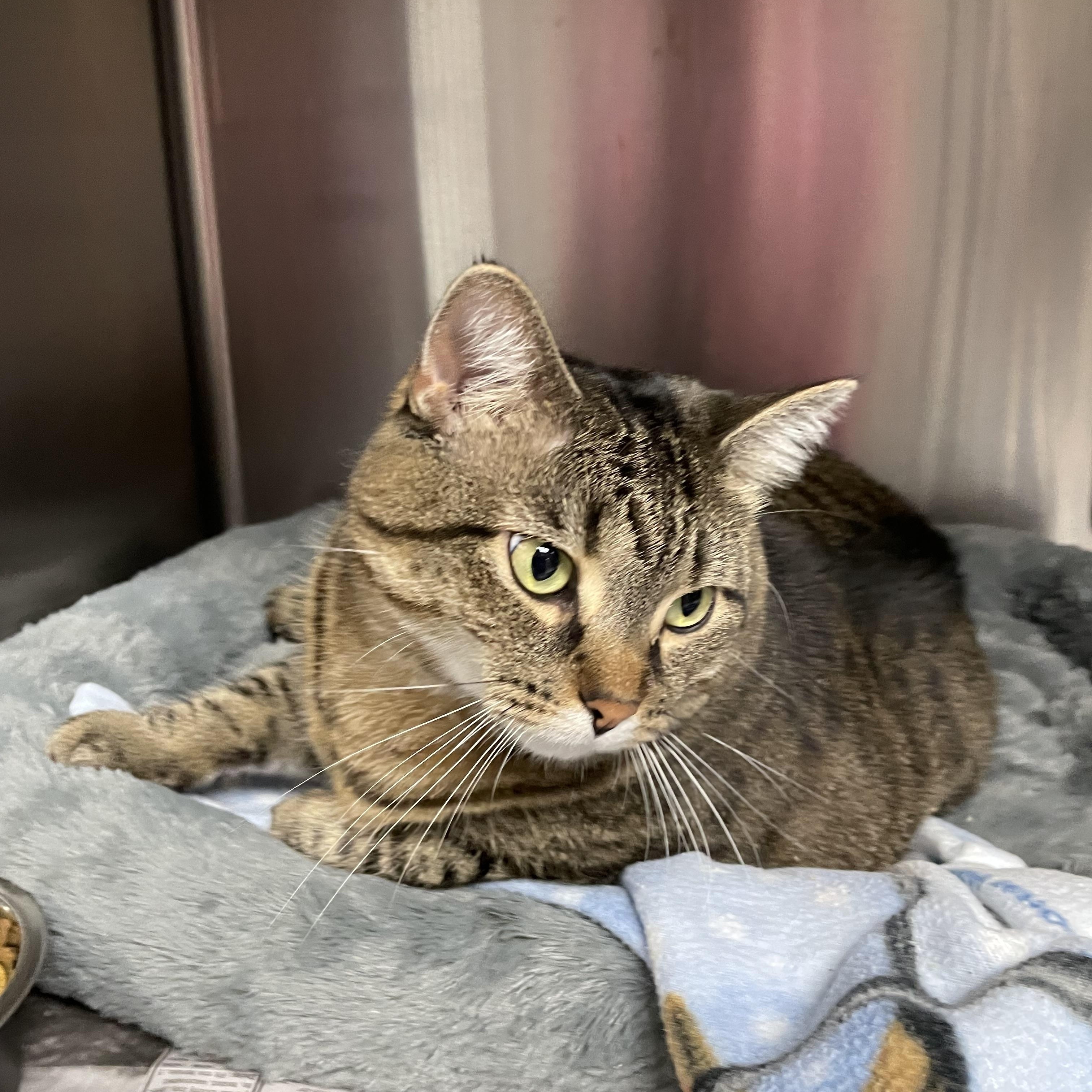 Enlarge Baby, a Adoptable American Shorthair in North Kingstown, RI image 3/4