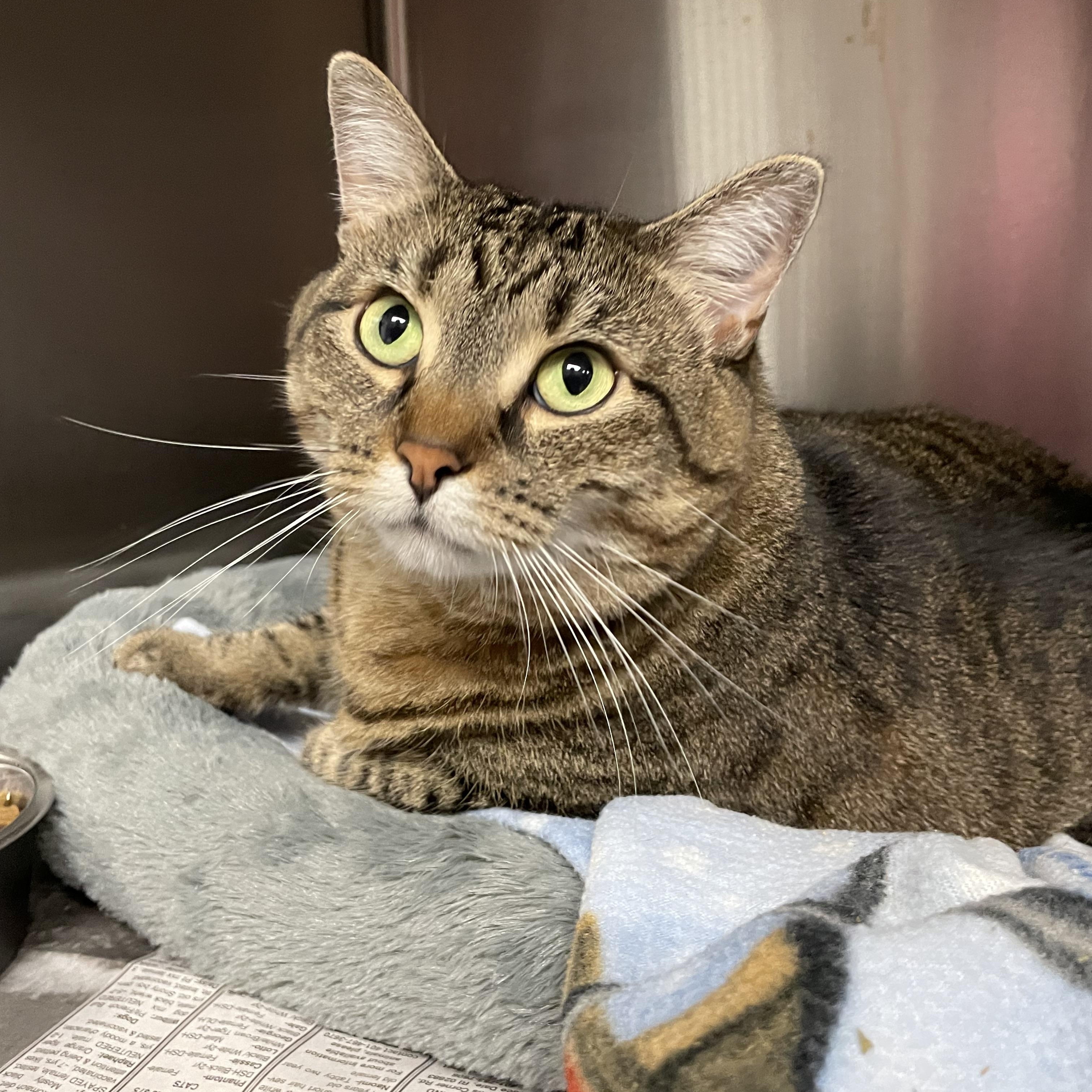 Enlarge Baby, a Adoptable American Shorthair in North Kingstown, RI image 1/4