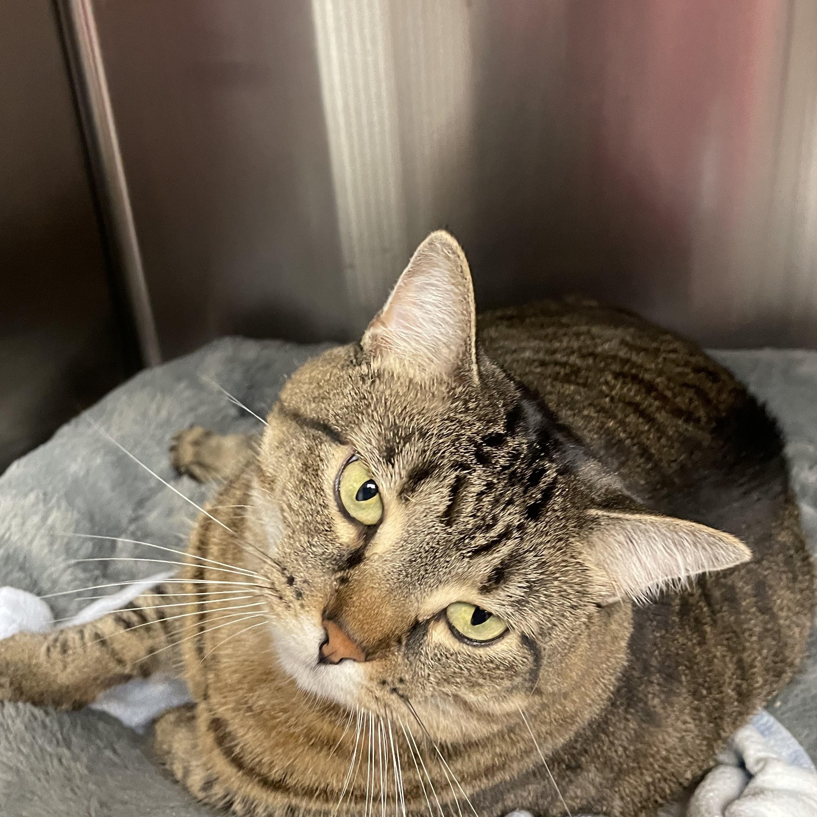 Enlarge Baby, a Adoptable American Shorthair in North Kingstown, RI image 2/4