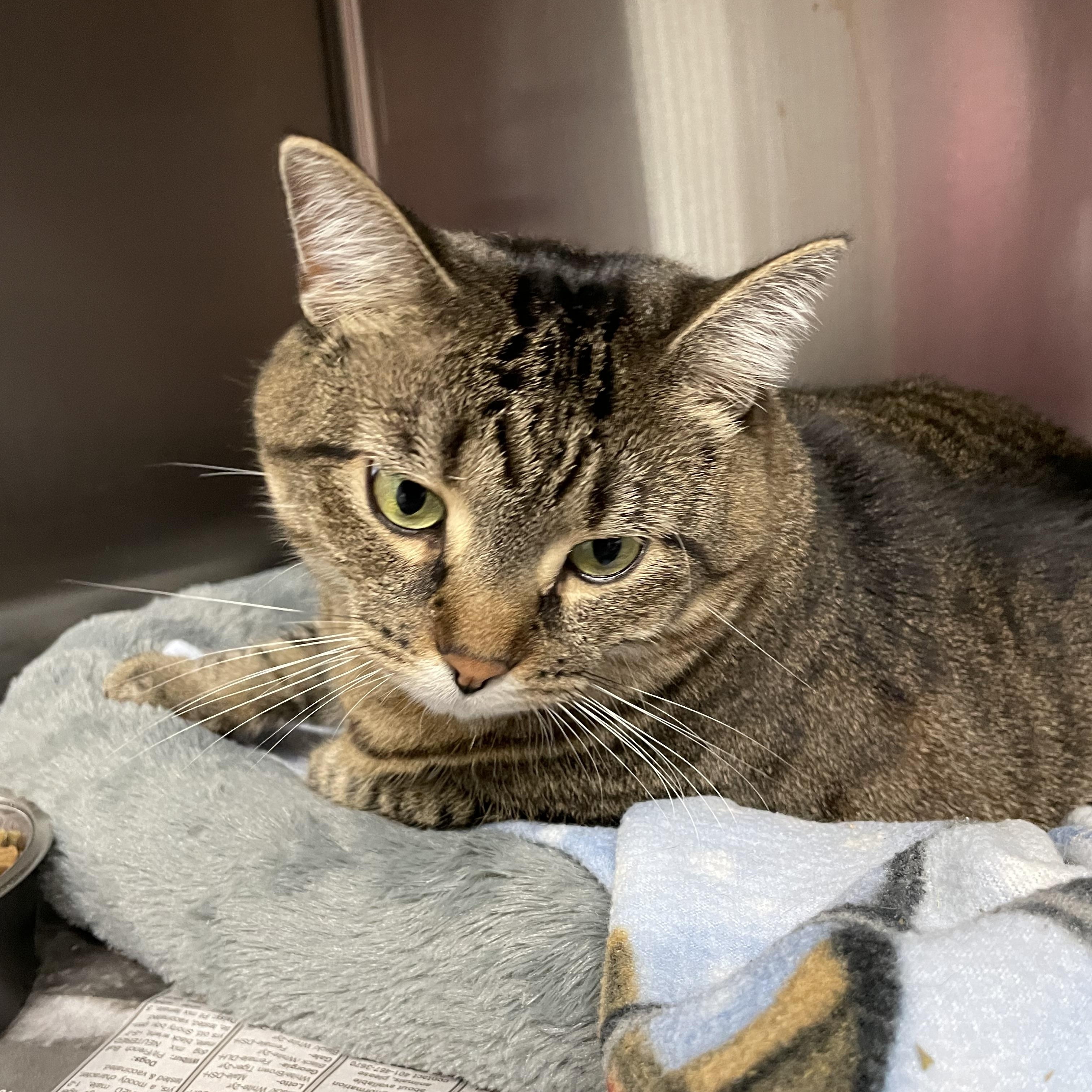Enlarge Baby, a Adoptable American Shorthair in North Kingstown, RI image 4/4