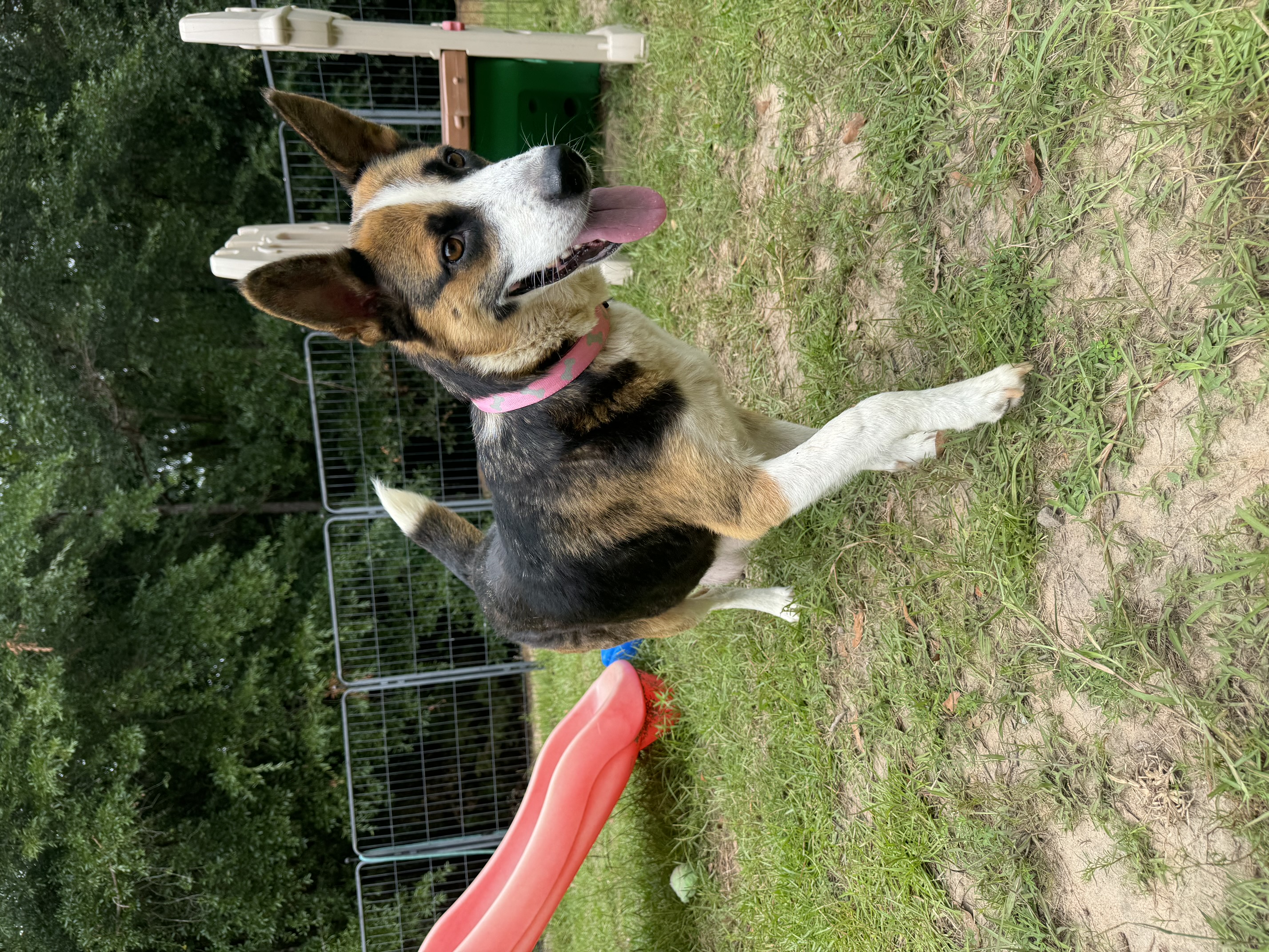 GIA, an adoptable Shepherd in Fosters, AL, 35463 | Photo Image 5