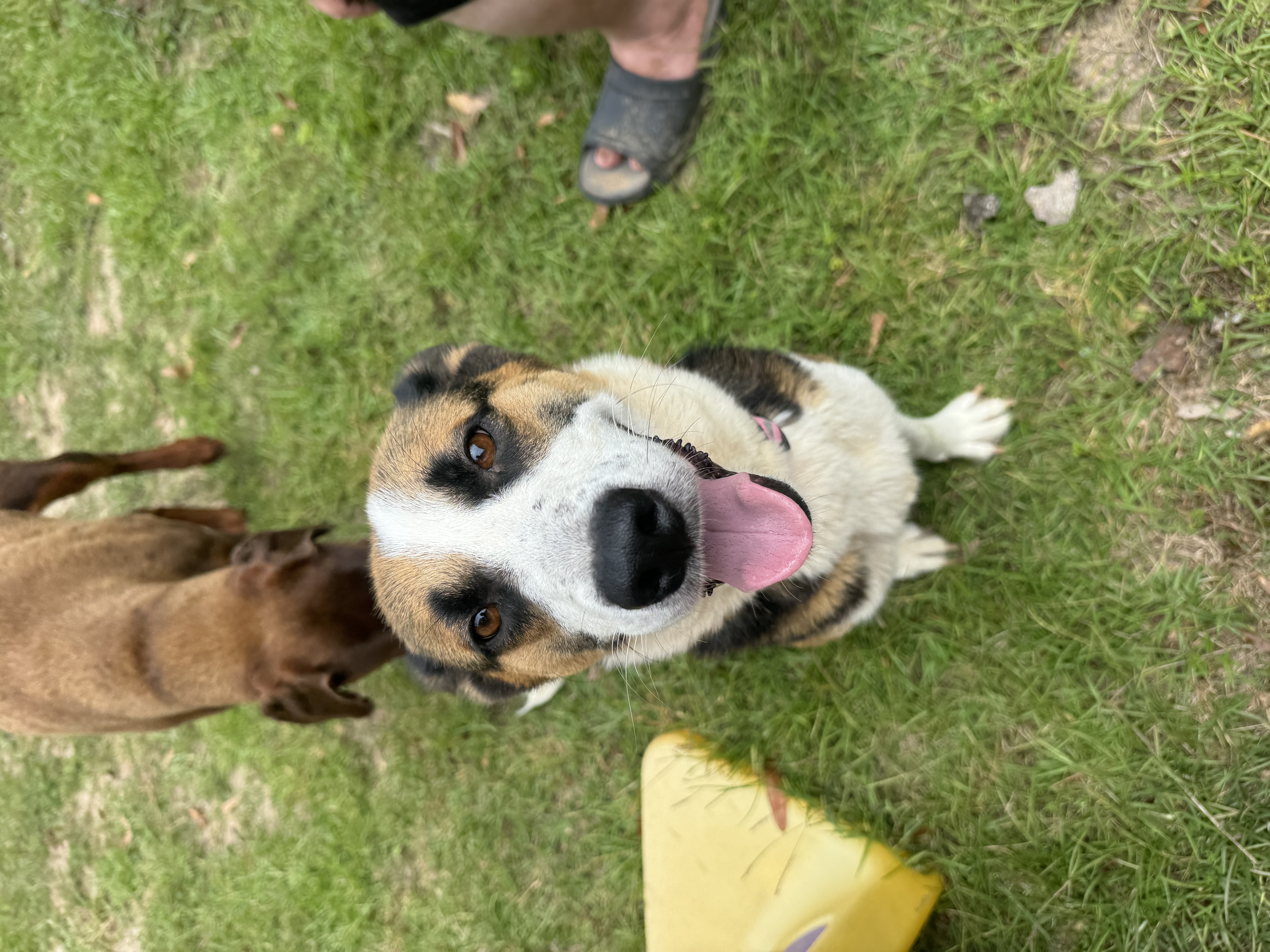 GIA, an adoptable Shepherd in Fosters, AL, 35463 | Photo Image 6