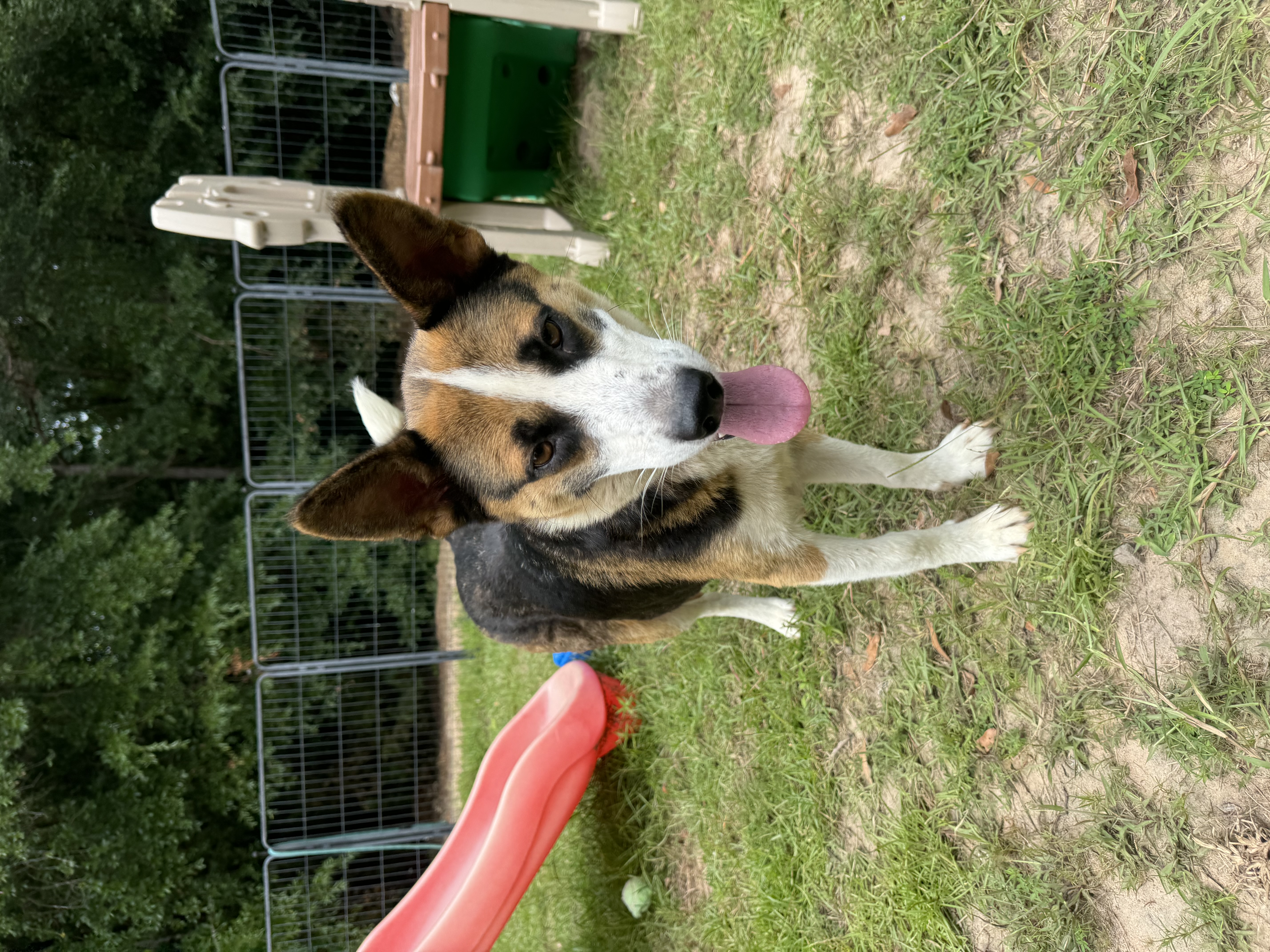 GIA, Adult Female Shepherd