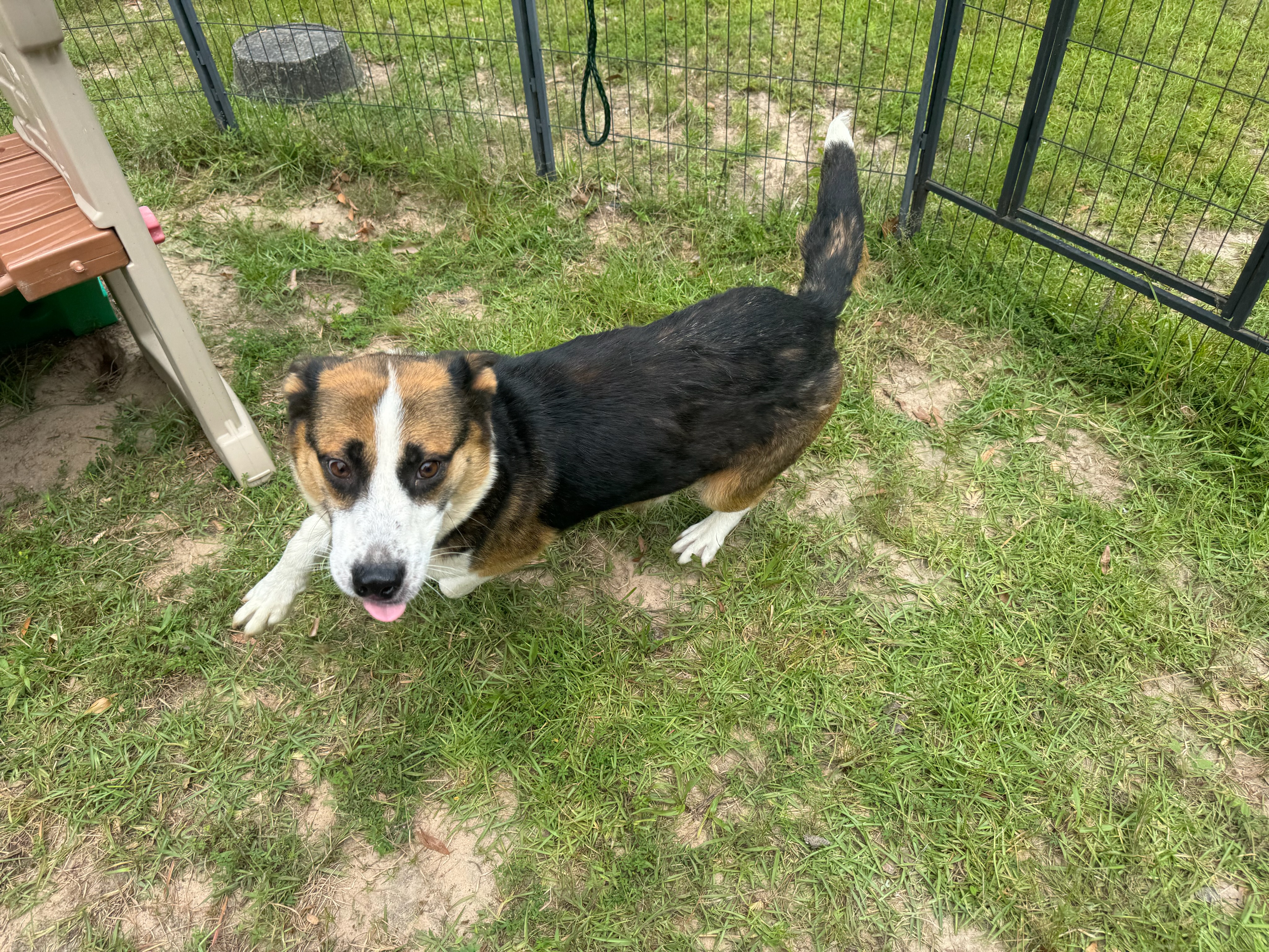 GIA, an adoptable Shepherd in Fosters, AL, 35463 | Photo Image 2