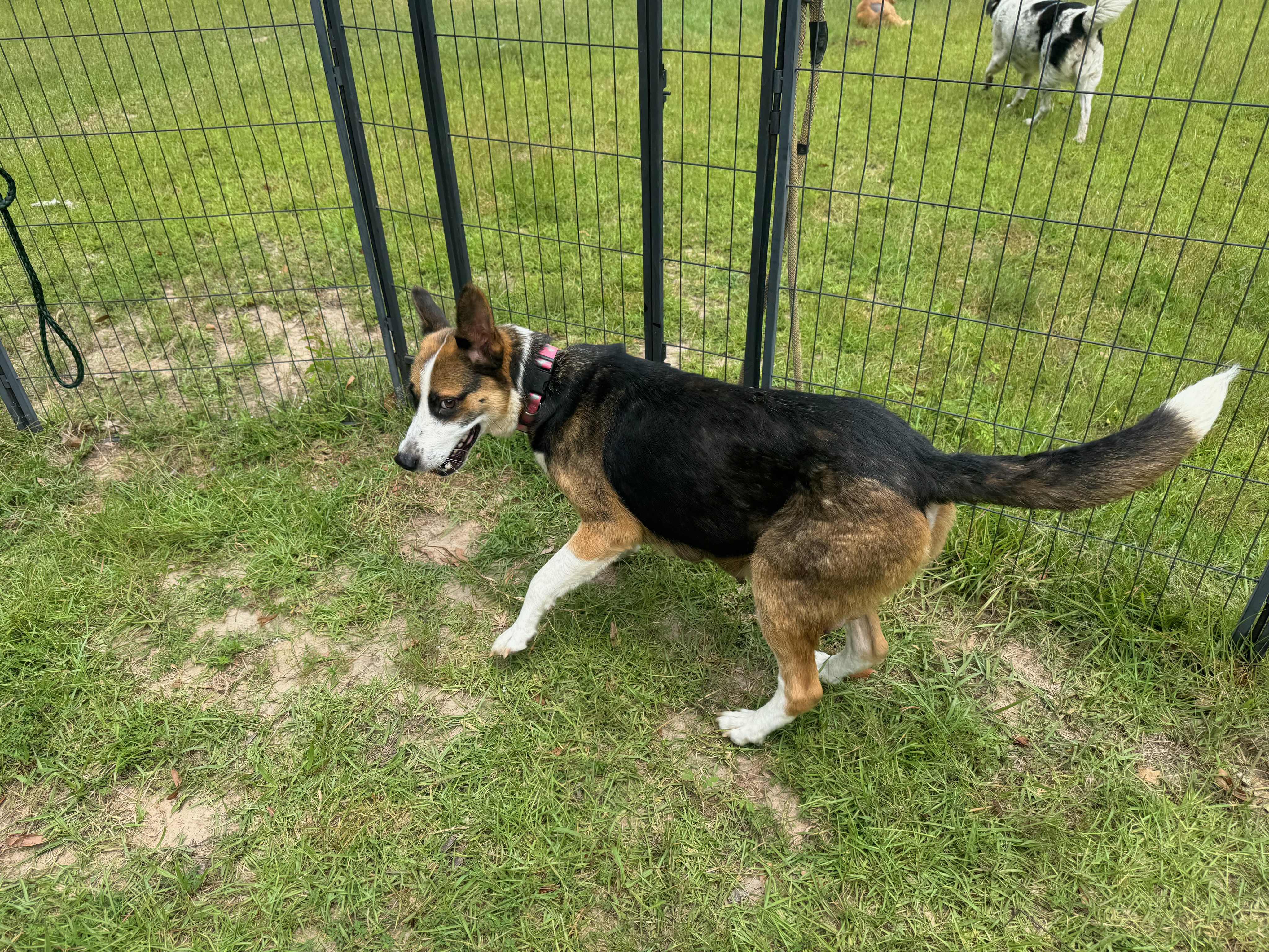 GIA, an adoptable Shepherd in Fosters, AL, 35463 | Photo Image 4