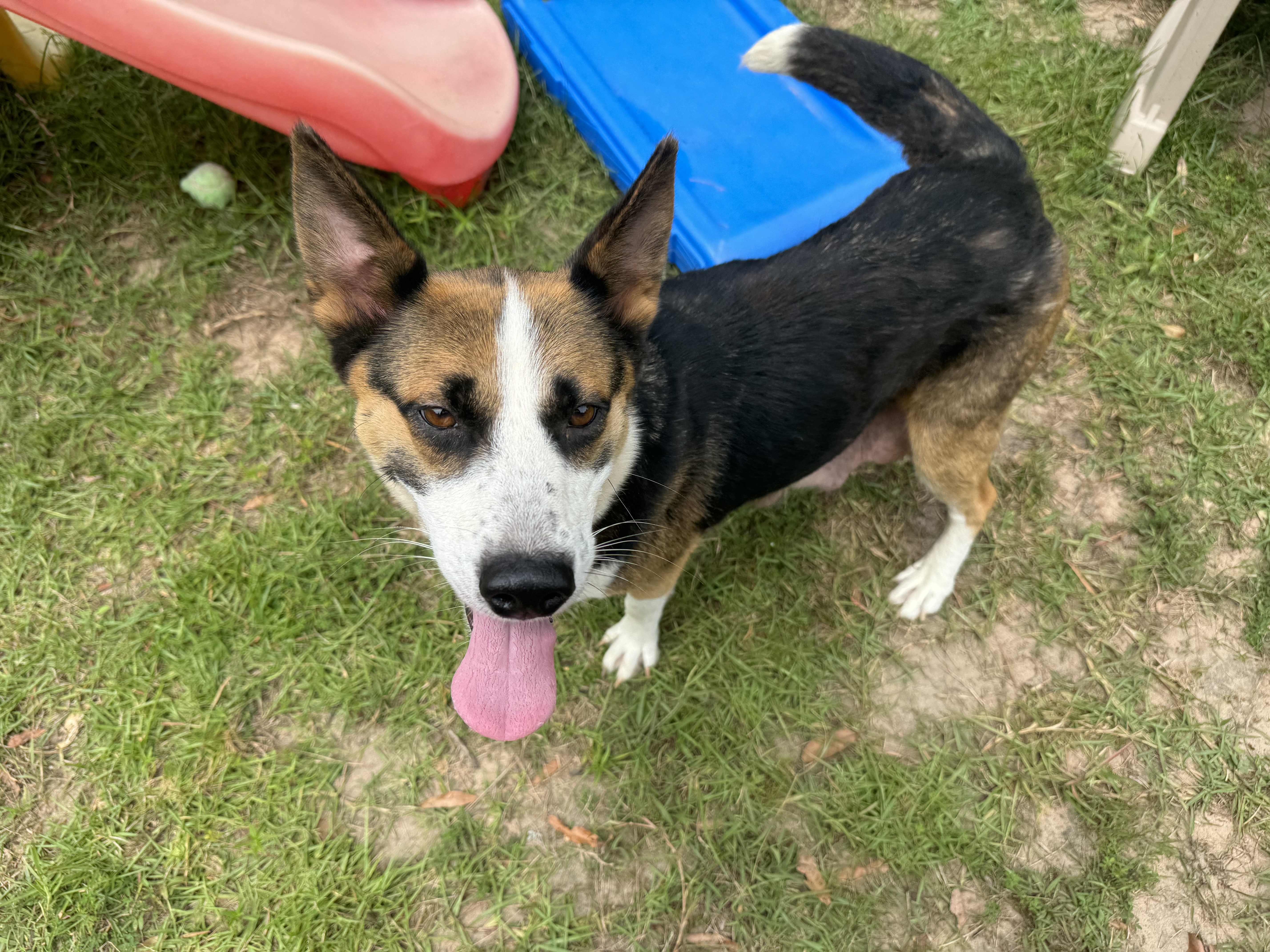 GIA, an adoptable Shepherd in Fosters, AL, 35463 | Photo Image 3
