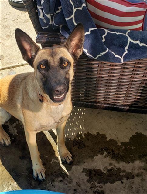 SANDY, Adoptable, Adult Female Belgian Shepherd / Malinois.