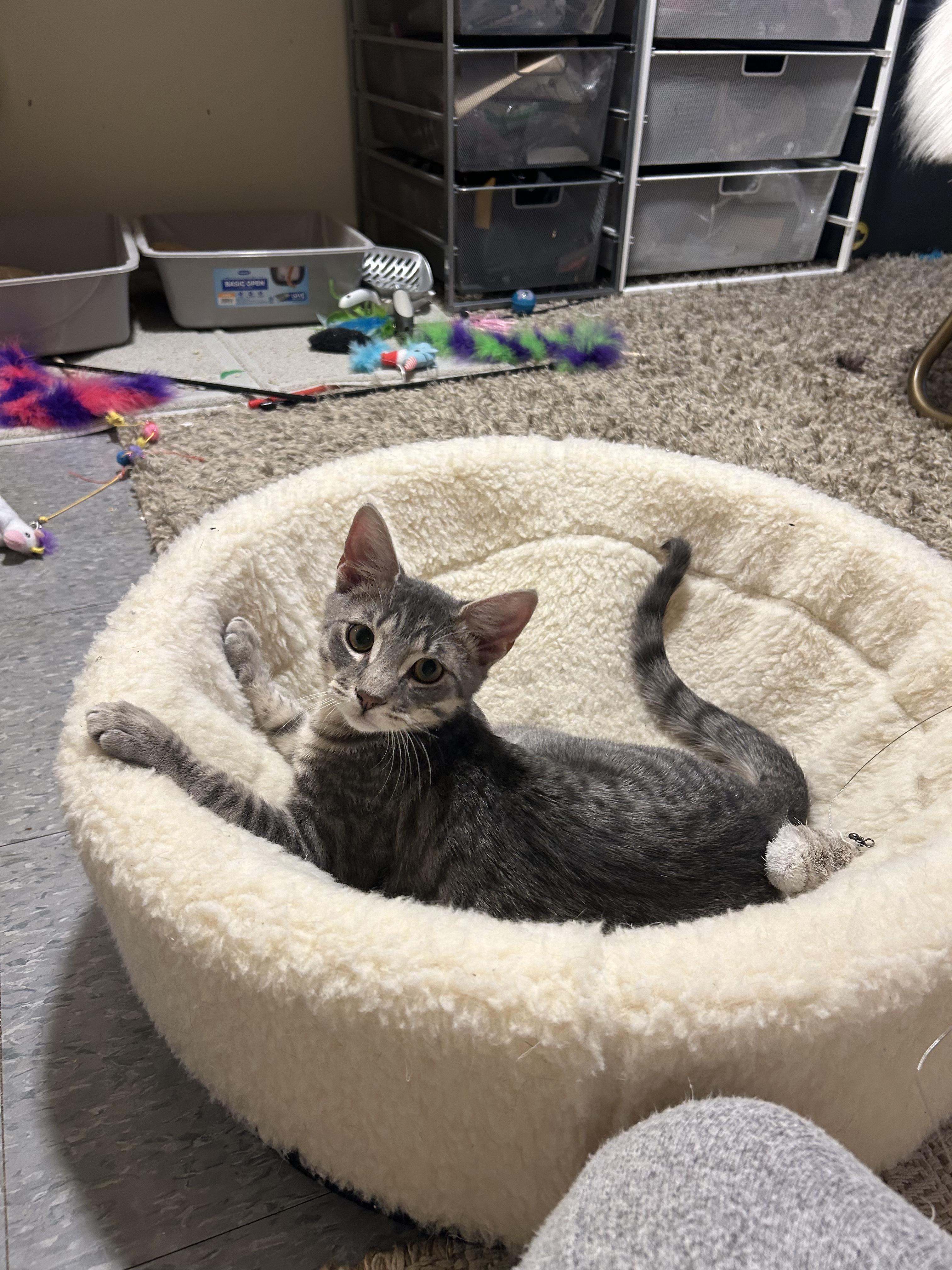 Shae is the king of the castle and he knows it This 6-month-old rambunctious little guy is the lead