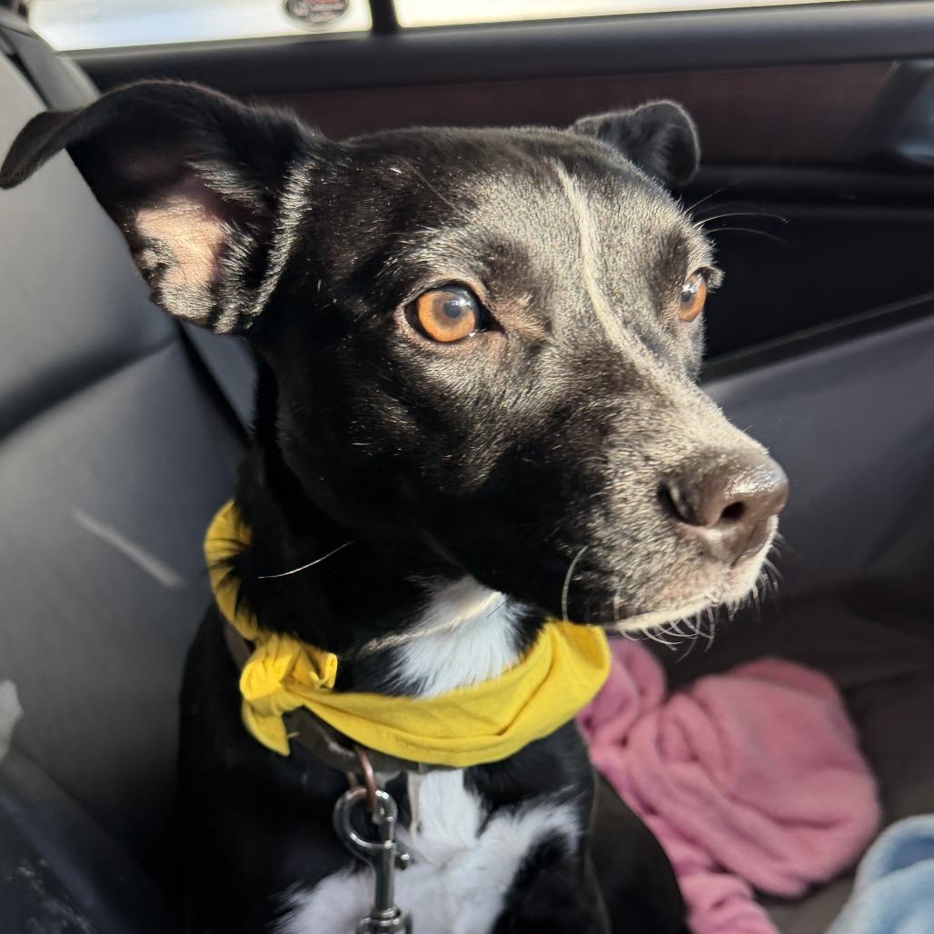 Enlarge Miley Cyrus, a Adoptable Mixed Breed in Rockville, MD image 1/6