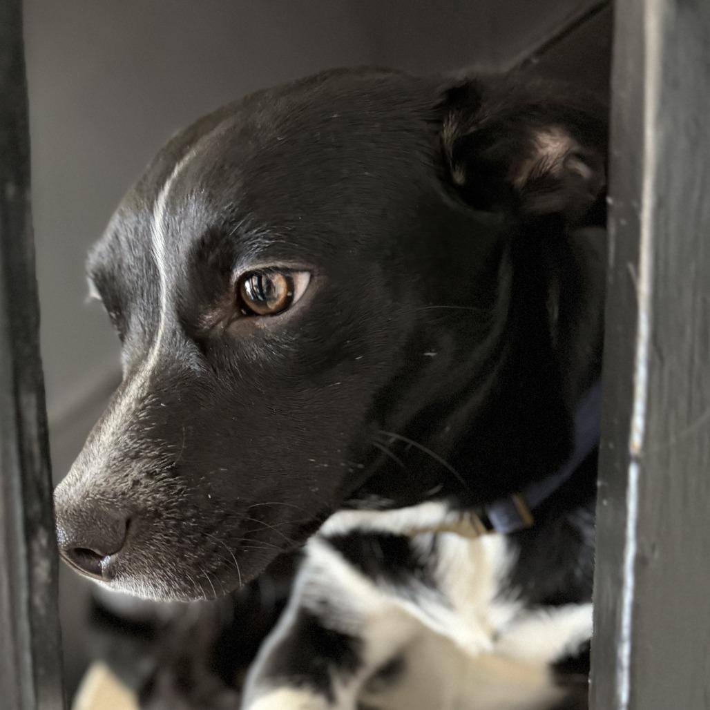 Enlarge Miley Cyrus, a Adoptable Mixed Breed in Rockville, MD image 2/6
