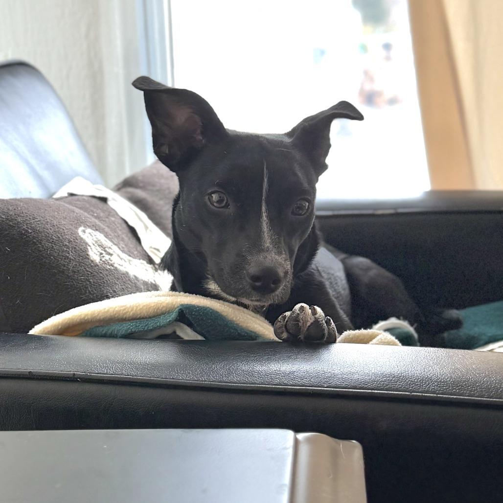 Enlarge Miley Cyrus, a Adoptable Mixed Breed in Rockville, MD image 3/6