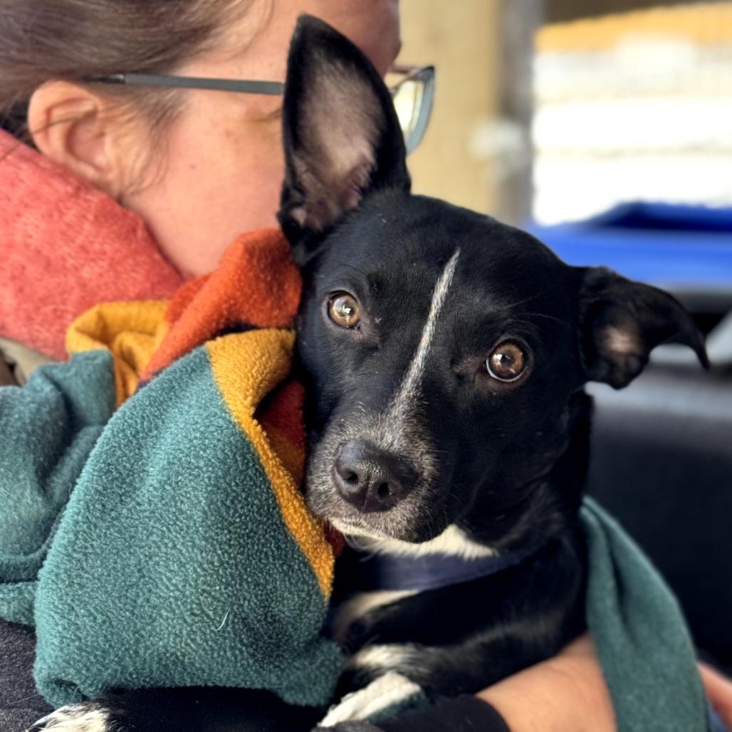 Enlarge Miley Cyrus, a Adoptable Mixed Breed in Rockville, MD image 4/6