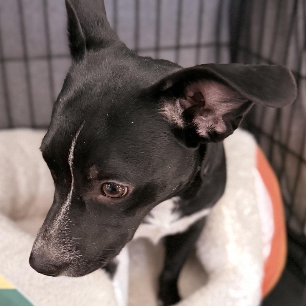 Enlarge Miley Cyrus, a Adoptable Mixed Breed in Rockville, MD image 5/6