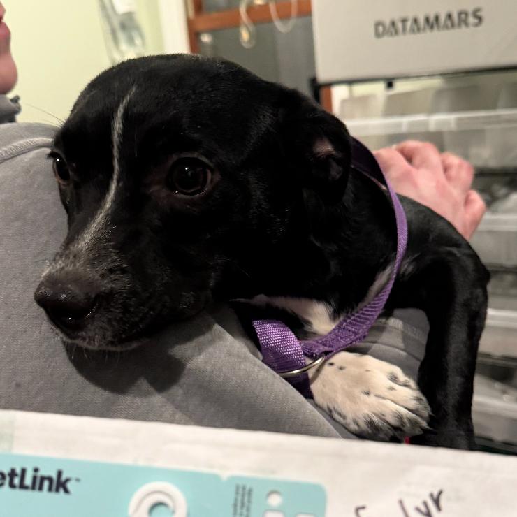 Enlarge Miley Cyrus, a Adoptable Mixed Breed in Rockville, MD image 6/6