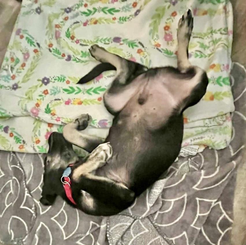 Reggie, a Adoptable mixed breed in Hartford, CT image 3/6
