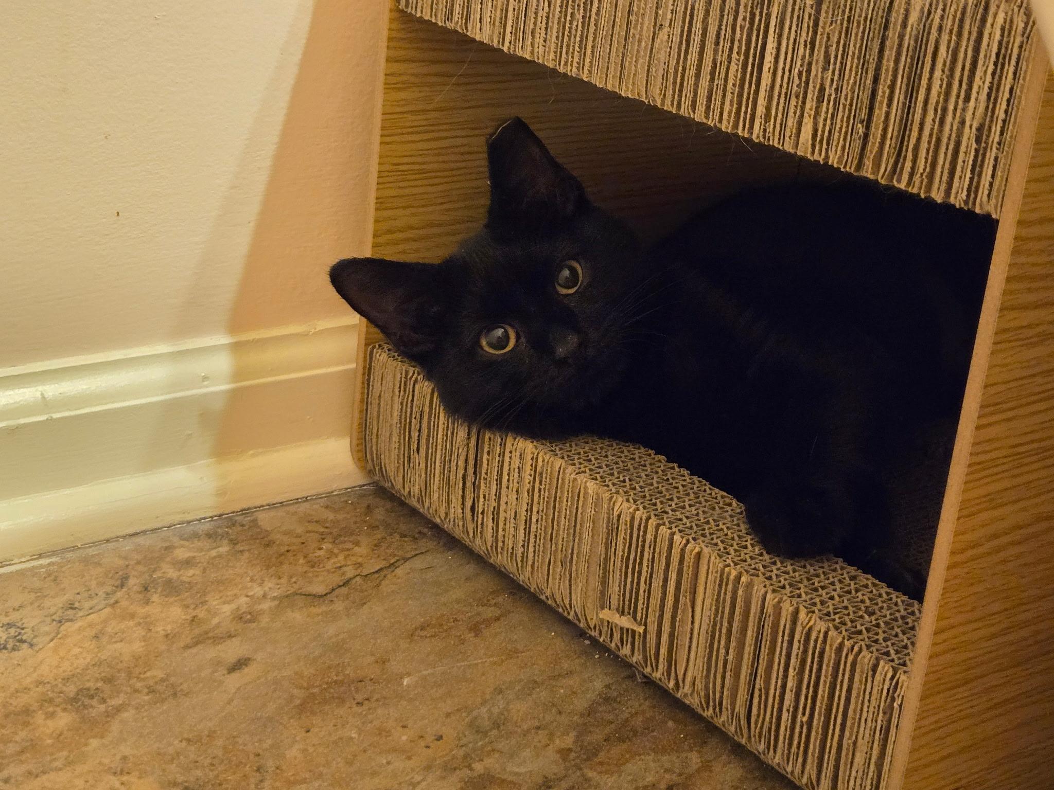 Luna, Adopted, Kitten Female Domestic Short Hair.