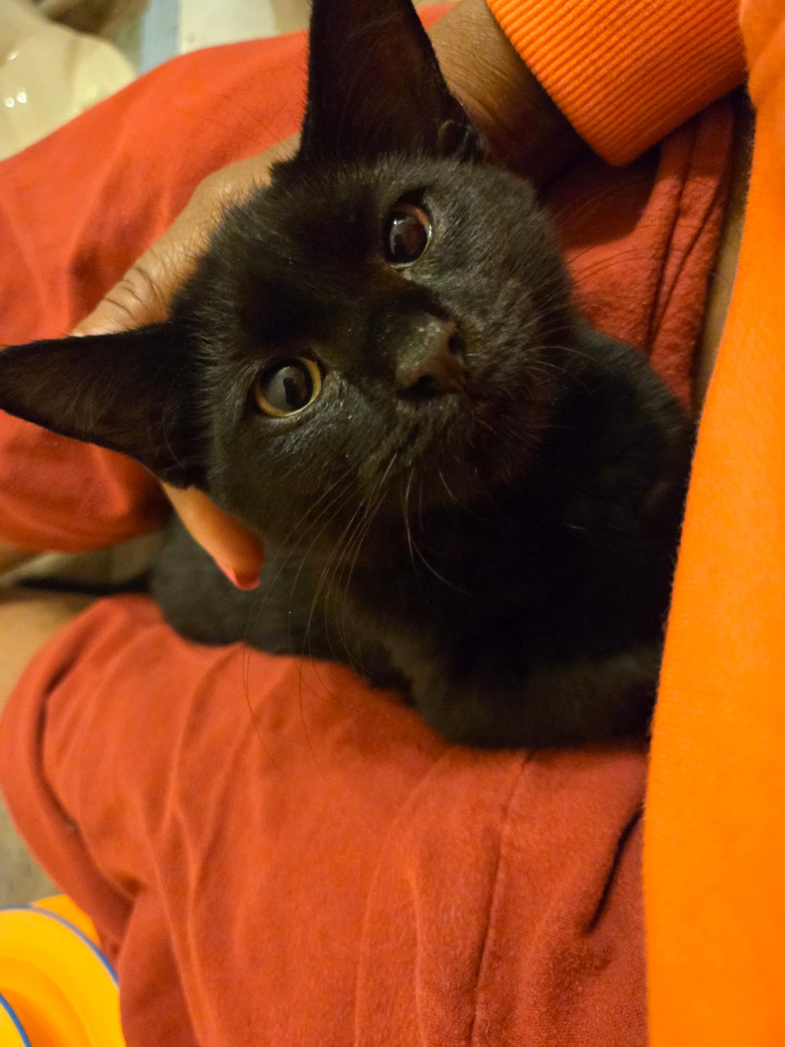 Enlarge Luna, a Adopted Domestic Short Hair in Moorestown, NJ image 4/4