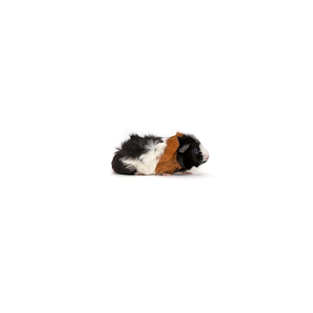 Enlarge Artichoke, a Adoptable Guinea Pig in Playa Vista, CA image 1/1