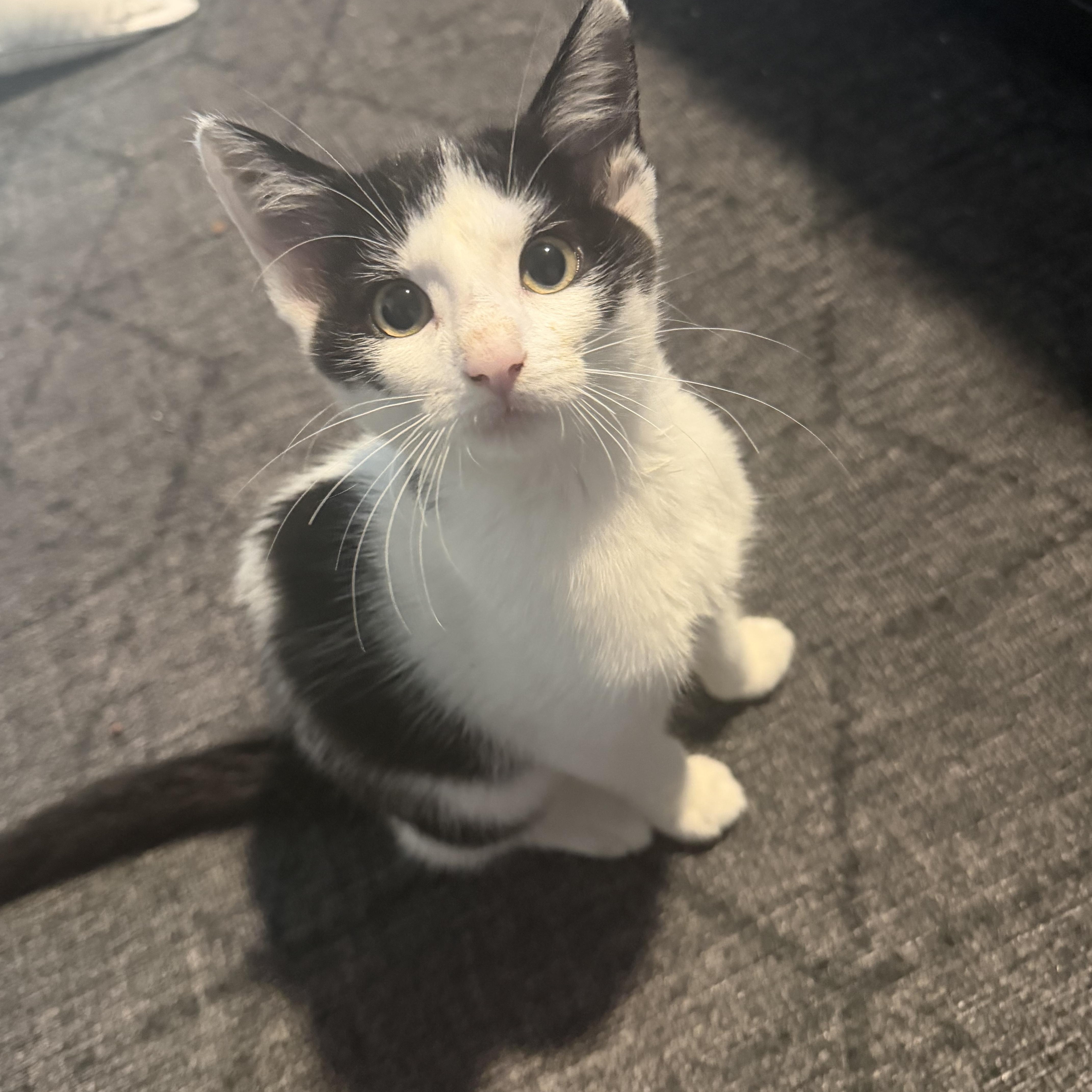 Sebastian. Cross eyed lover, a Adoptable Domestic Short Hair in Charlotte, NC image 4/6