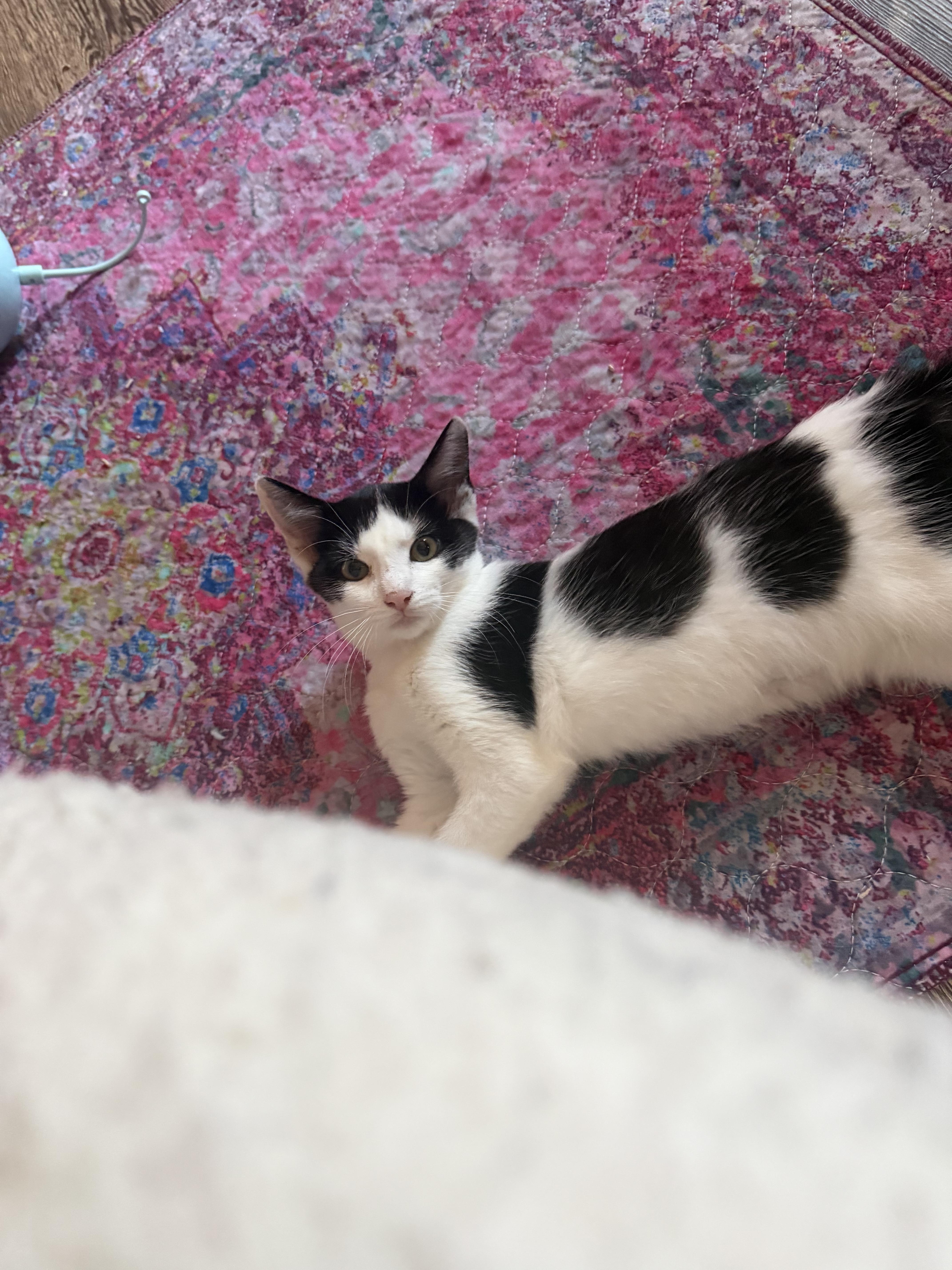 Sebastian. Cross eyed lover, a Adoptable Domestic Short Hair in Charlotte, NC image 2/6
