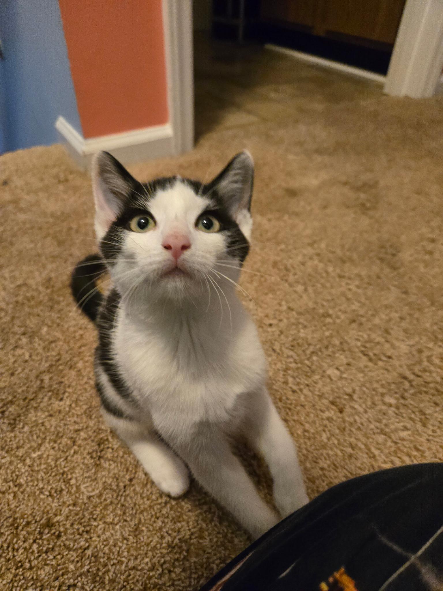 Sebastian. Cross eyed lover, a Adoptable Domestic Short Hair in Charlotte, NC image 5/6