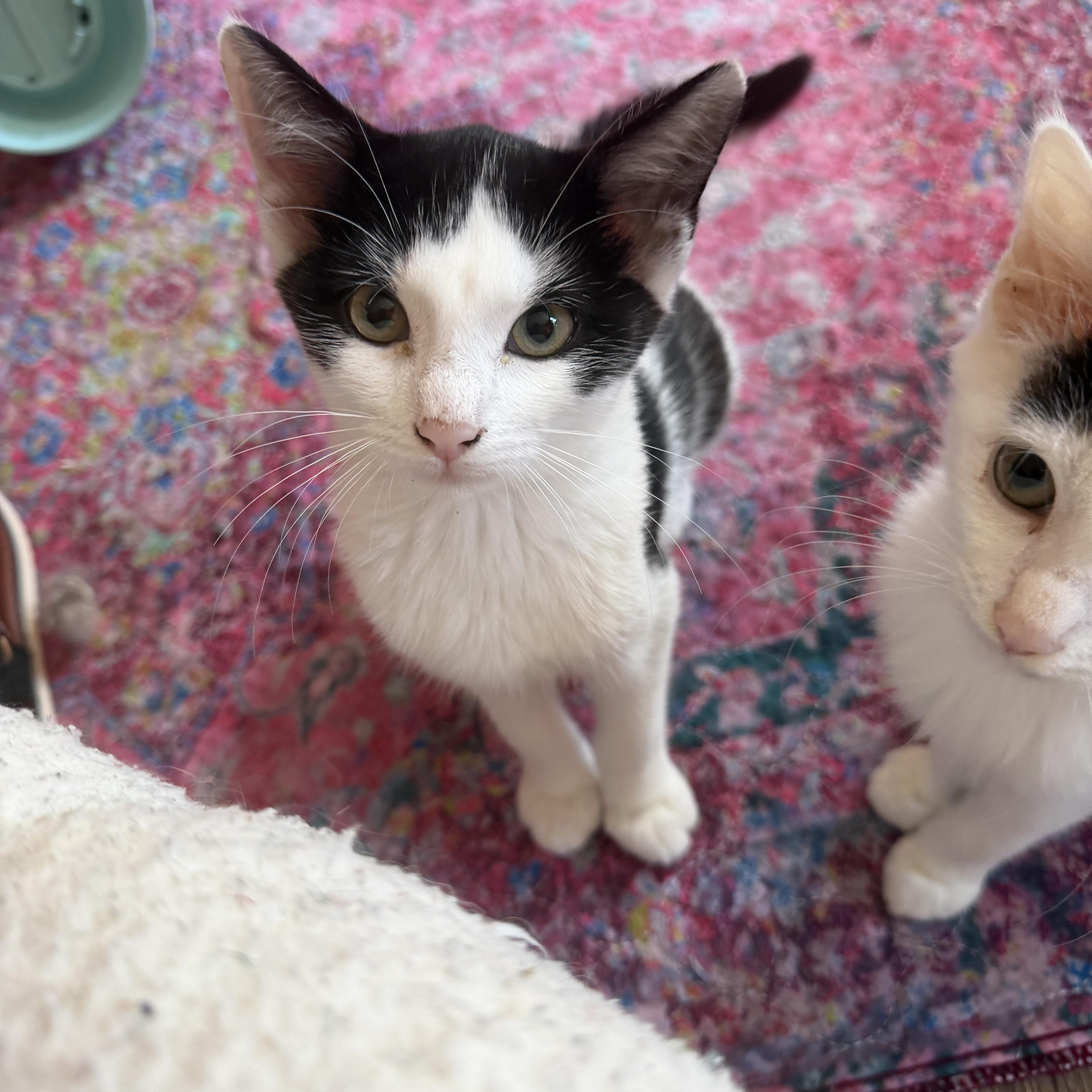 Sebastian. Cross eyed lover, a Adoptable Domestic Short Hair in Charlotte, NC image 3/6