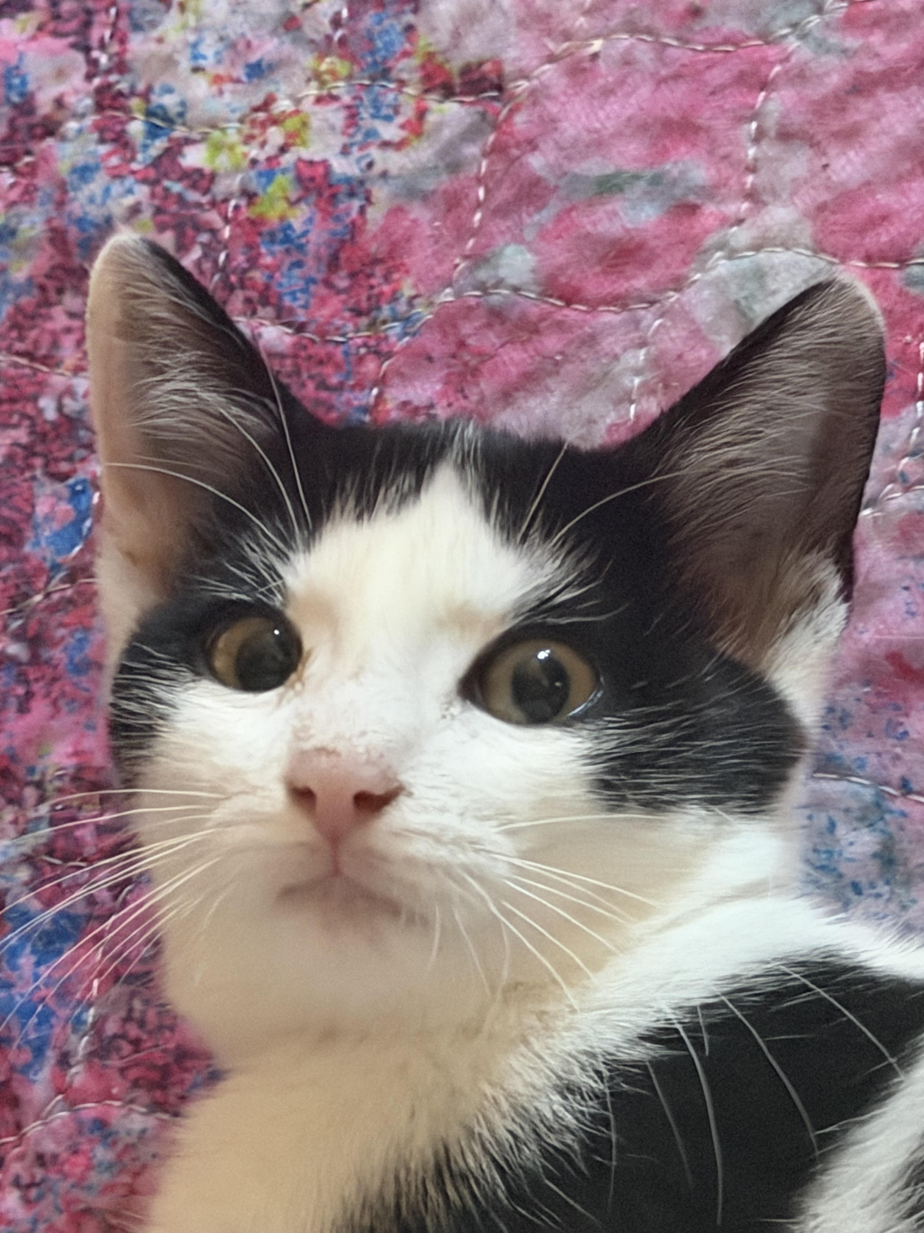 Sebastian. Cross eyed lover, Adoptable, Kitten Male Domestic Short Hair.