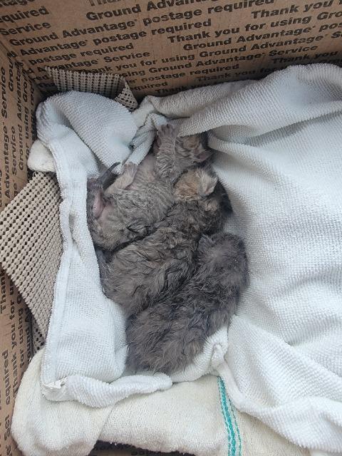 Caramel Delight, Adoptable, Kitten Female Domestic Short Hair.