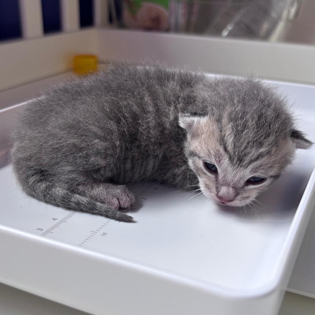 Enlarge Caramel Delight, a Adoptable mixed breed in Corpus Christi, TX image 2/3