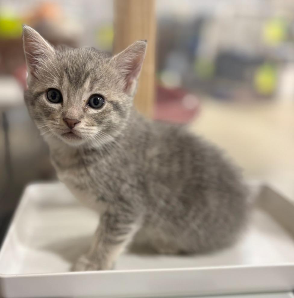 Enlarge Caramel Delight, a Adoptable mixed breed in Corpus Christi, TX image 3/3