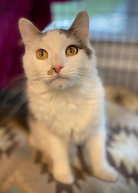 Lucky, a Adoptable Domestic Long Hair in Duxbury, MA image 1/3