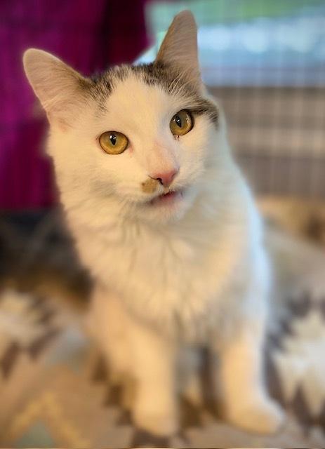 Lucky, a Adoptable Domestic Long Hair in Duxbury, MA image 2/3