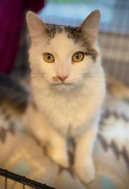 Lucky, a Adoptable Domestic Long Hair in Duxbury, MA image 3/3