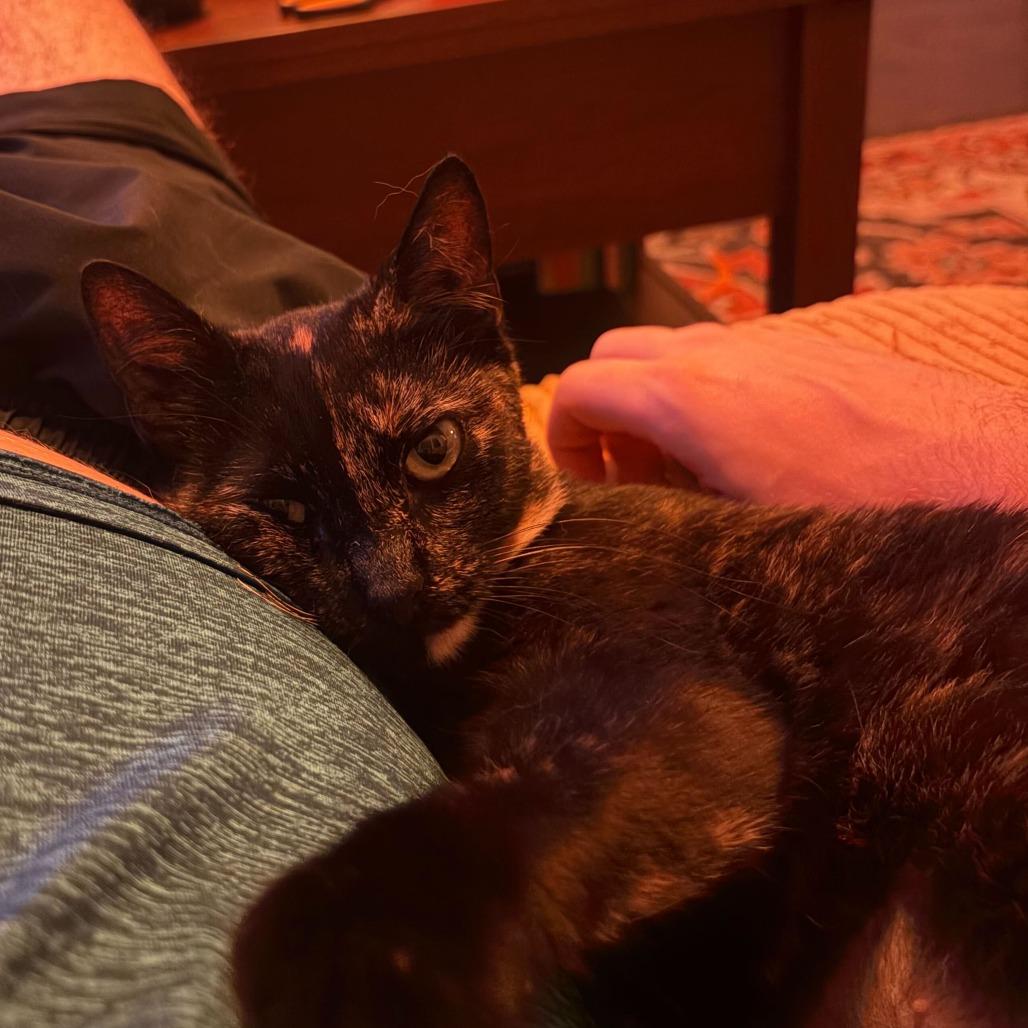 Ava, a Adoptable Domestic Short Hair in New York, NY image 1/5