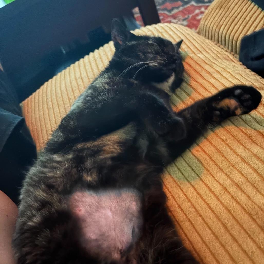 Ava, a Adoptable Domestic Short Hair in New York, NY image 2/5