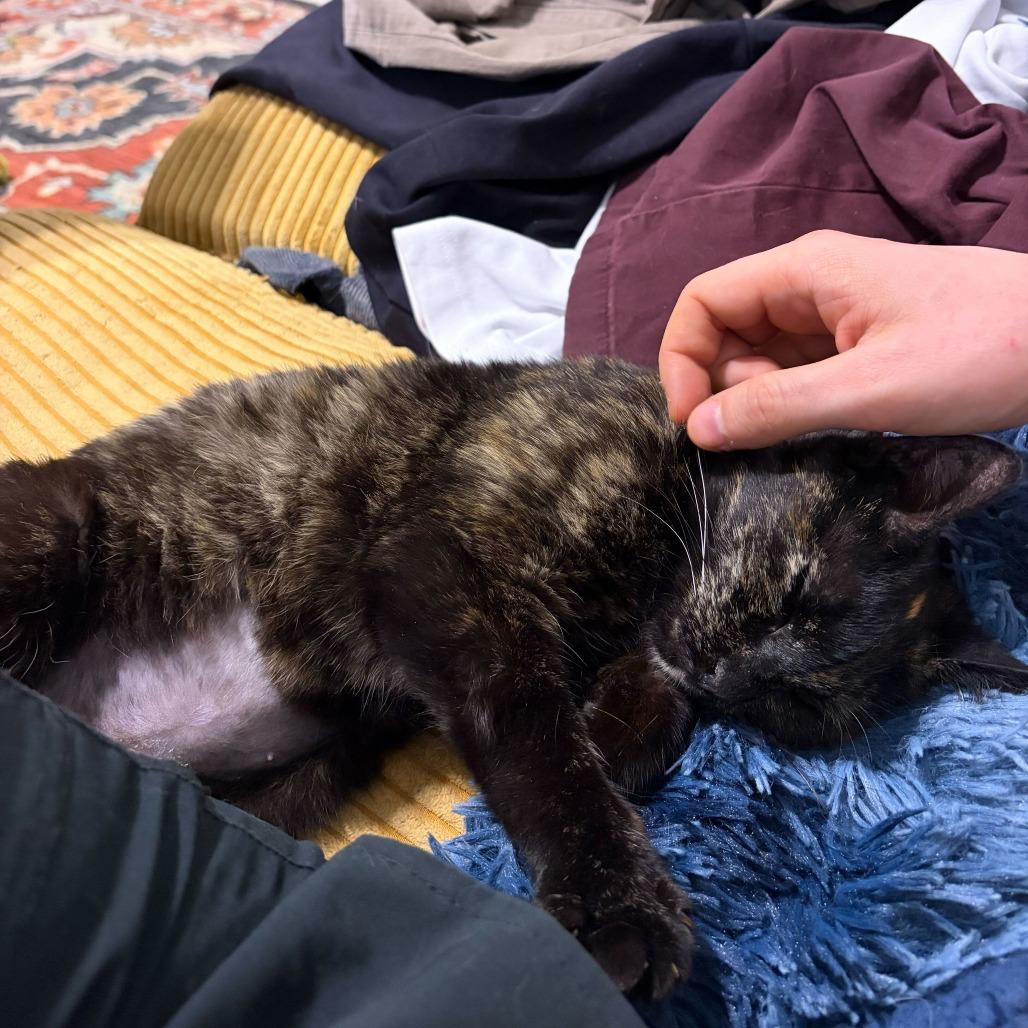 Ava, a Adoptable Domestic Short Hair in New York, NY image 3/5