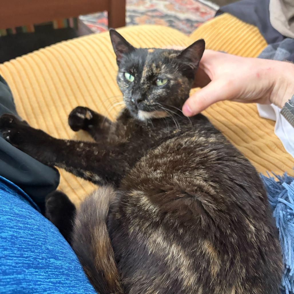 Ava, a Adoptable Domestic Short Hair in New York, NY image 4/5