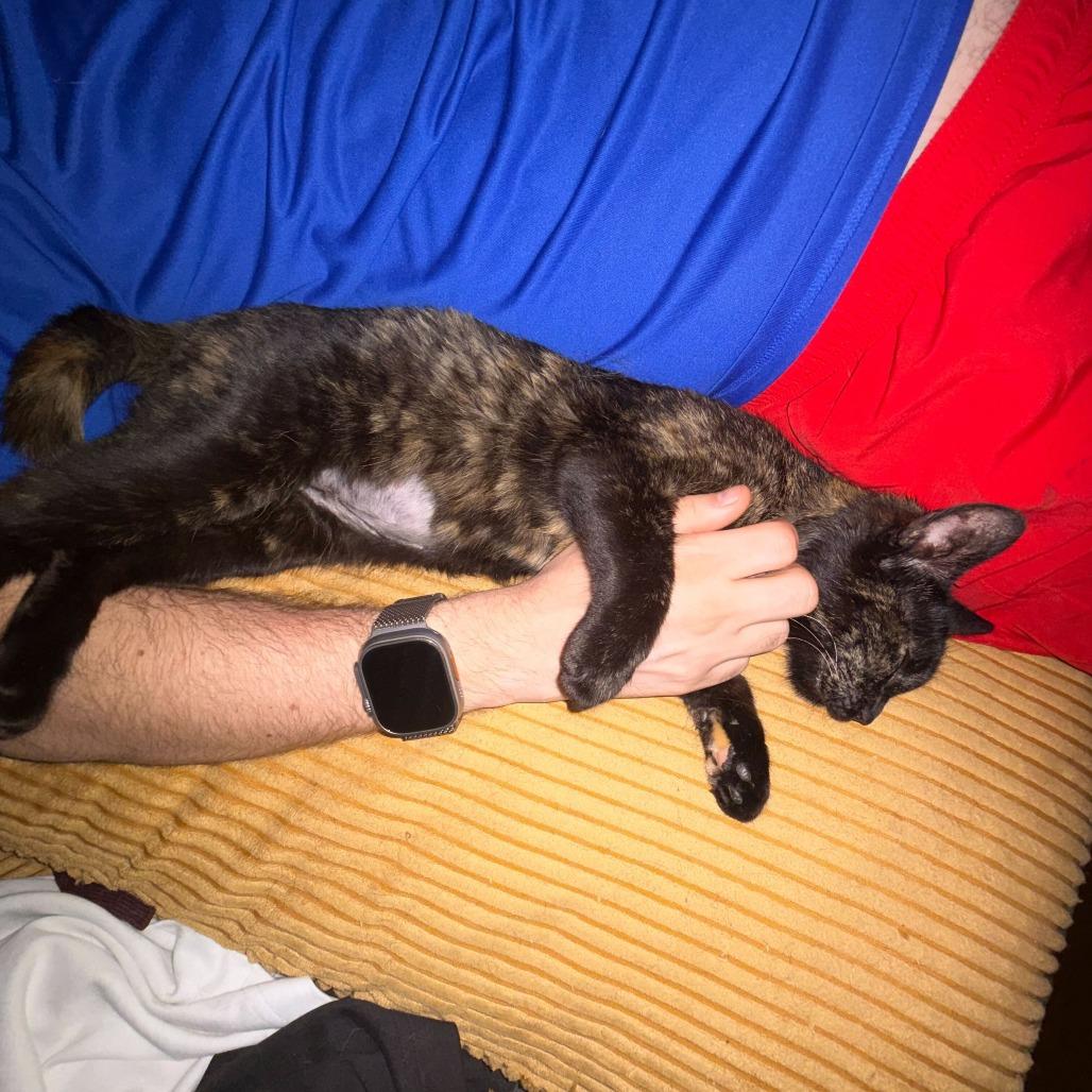 Ava, a Adoptable Domestic Short Hair in New York, NY image 5/5