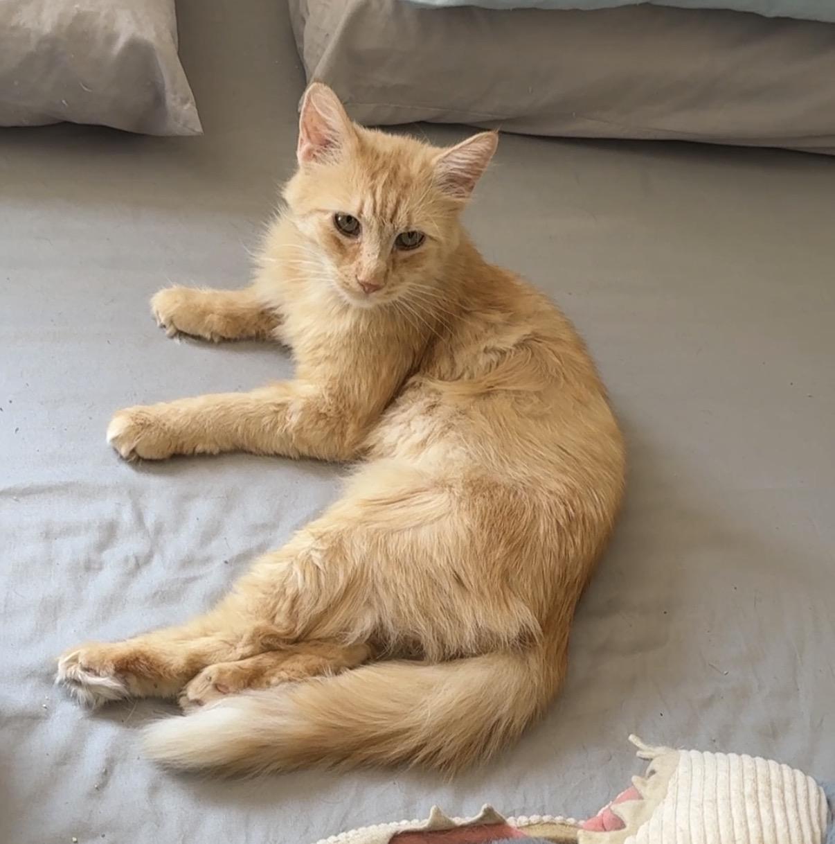 Theo, a ADOPTABLE Domestic Short Hair in Brooklyn, NY image 1/5