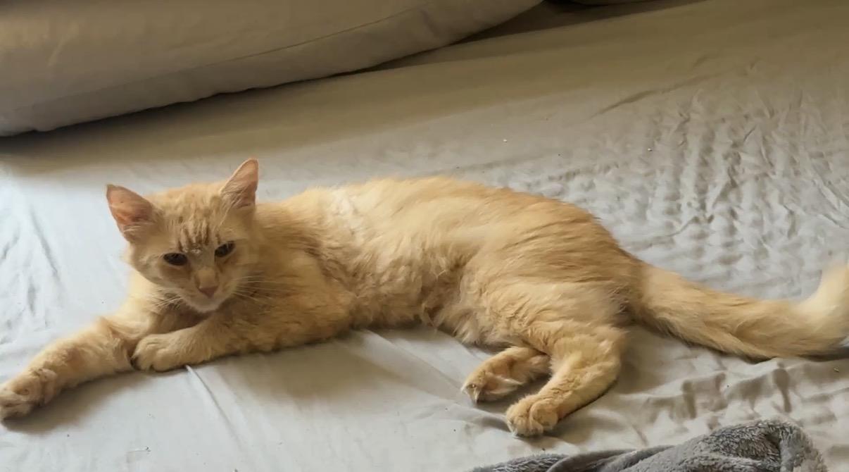 Theo, a ADOPTABLE Domestic Short Hair in Brooklyn, NY image 4/5