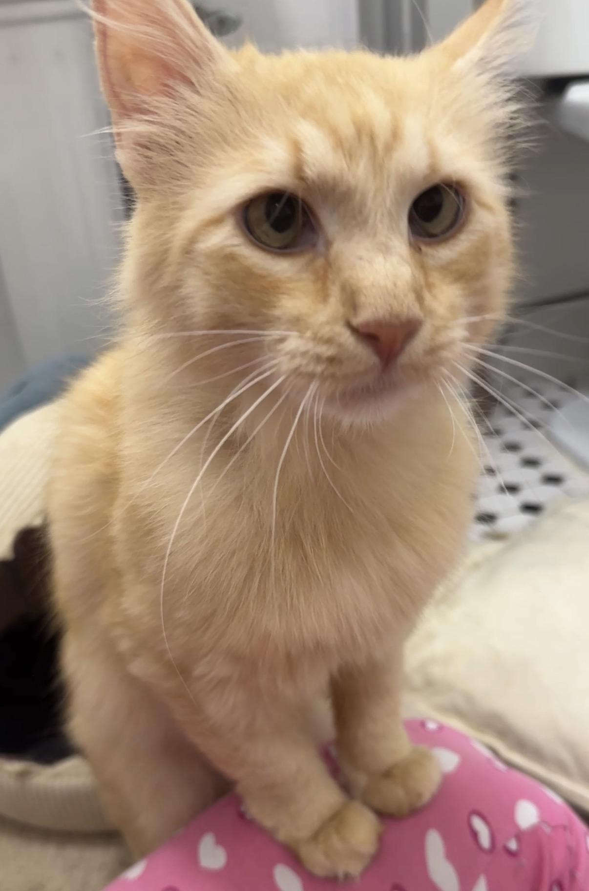 Theo, a ADOPTABLE Domestic Short Hair in Brooklyn, NY image 3/5