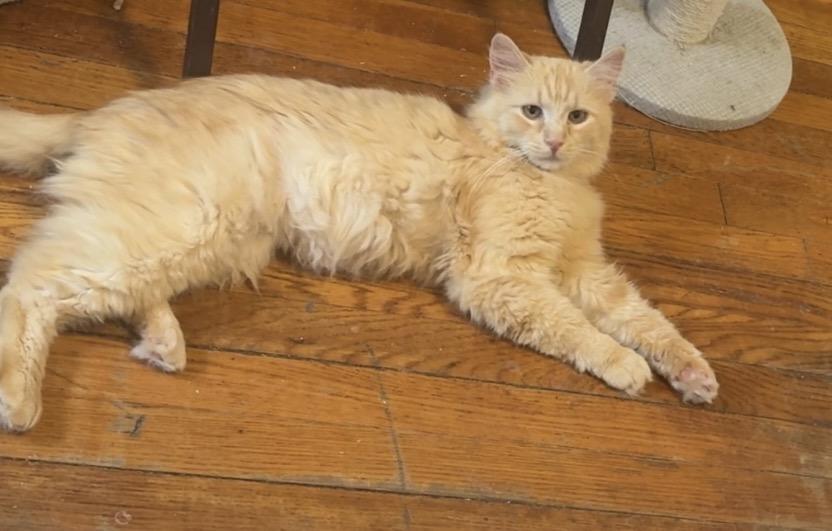 Theo, a ADOPTABLE Domestic Short Hair in Brooklyn, NY image 5/5