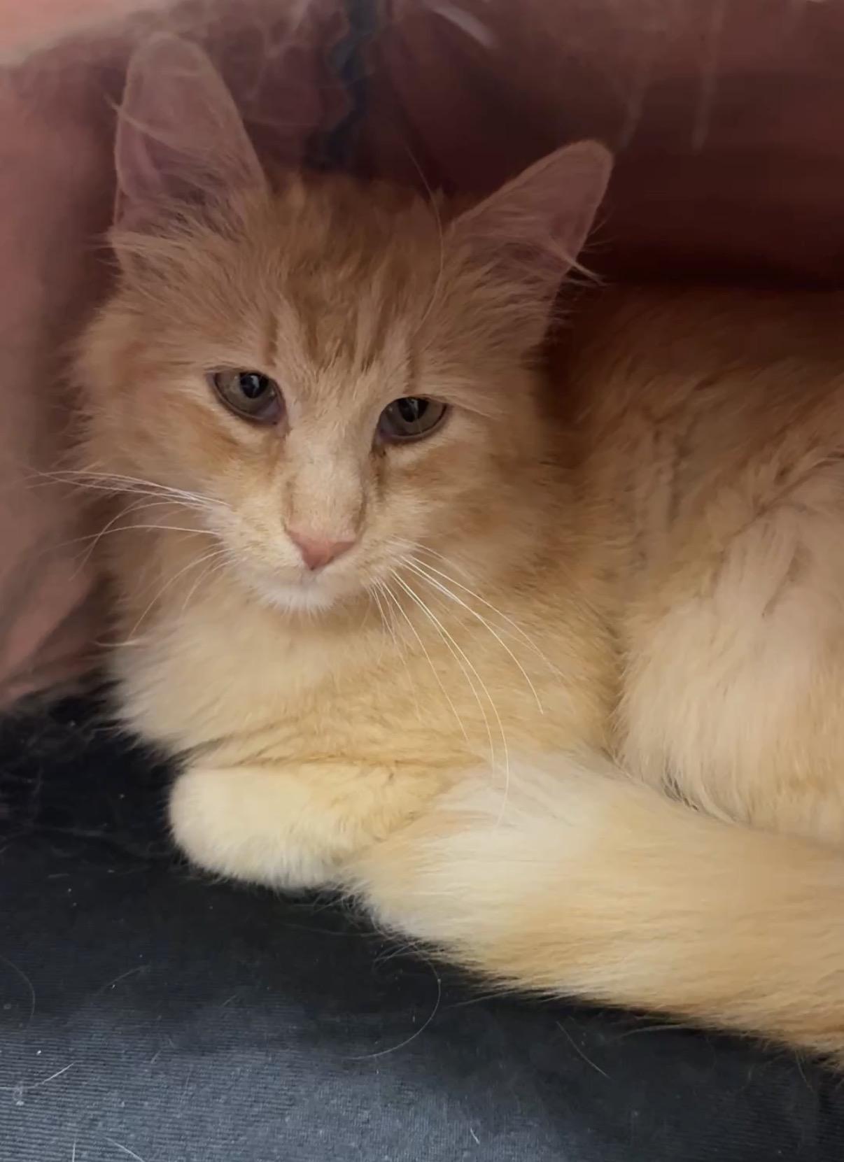 Theo, a ADOPTABLE Domestic Short Hair in Brooklyn, NY image 2/5