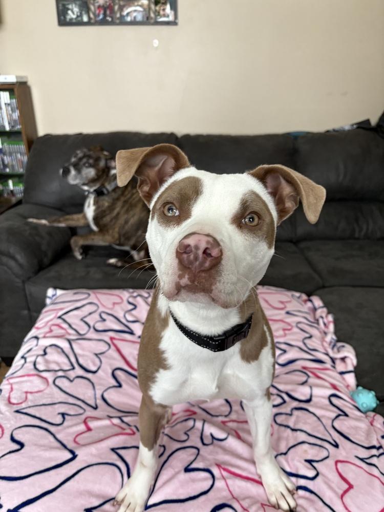 Brawnie, Adoptable, Puppy Female American Staffordshire Terrier.