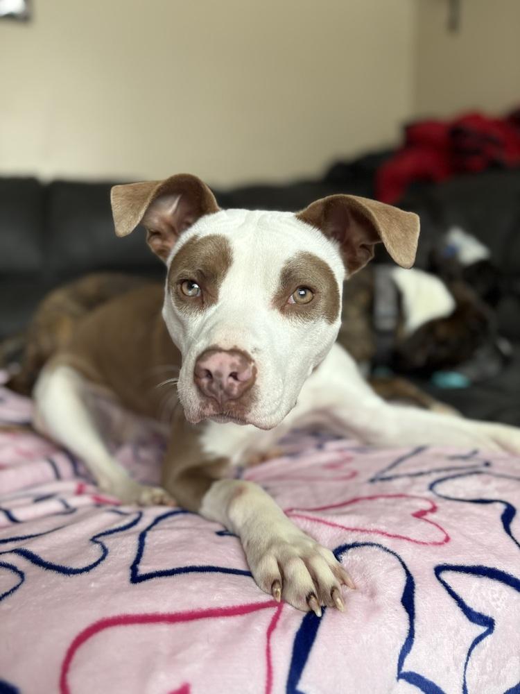 Enlarge Brawnie, a Adoptable mixed breed in Plymouth, MI image 2/3