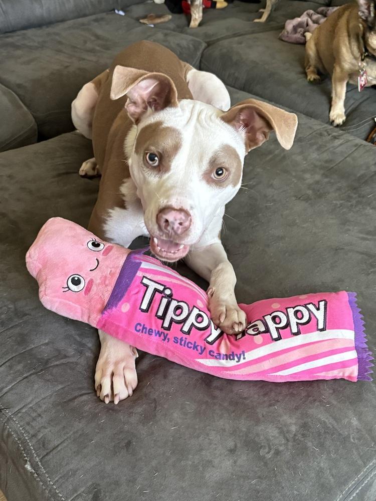 Enlarge Brawnie, a Adoptable mixed breed in Plymouth, MI image 1/6